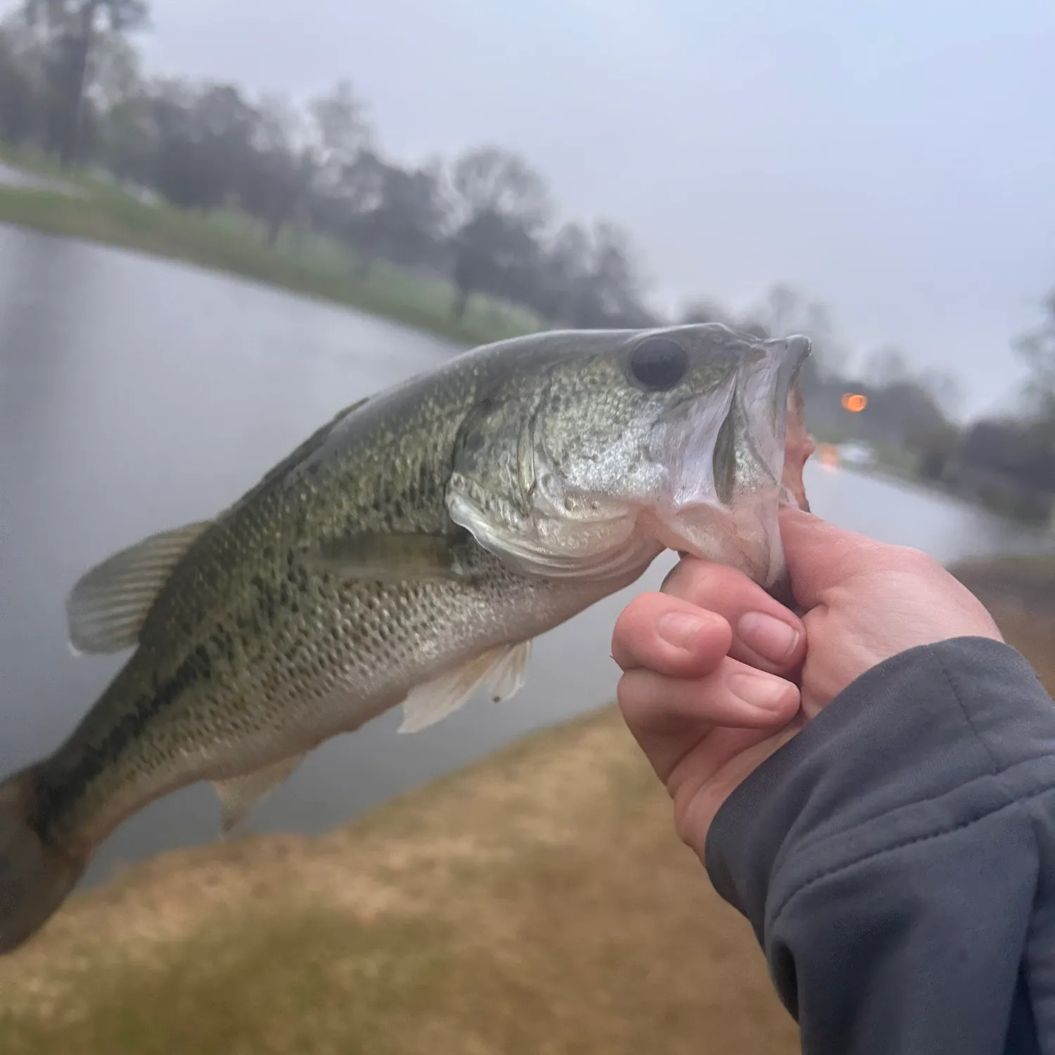 The most recent Atlantic sharpnose shark catches on Fishbrain
