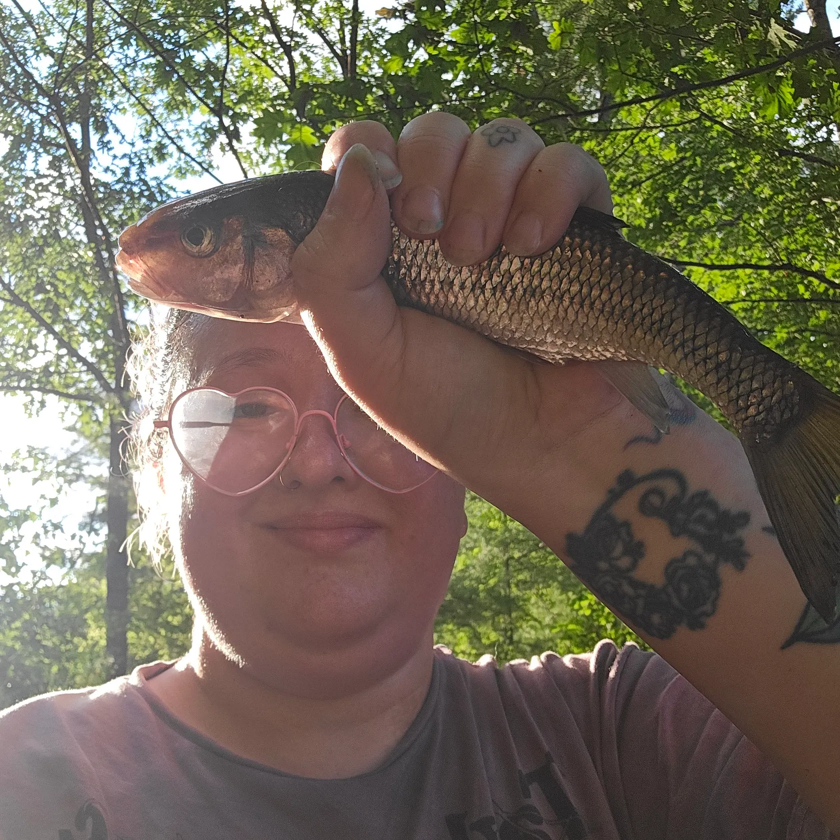 Fallfish caught on Fishbrain