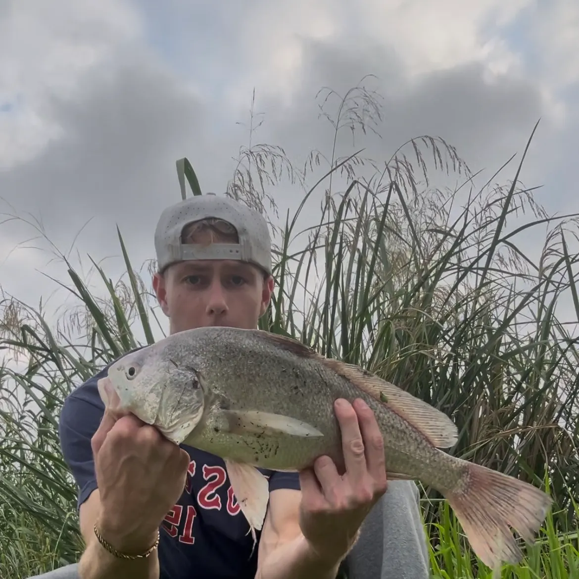 The most recent Freshwater drum catches on Fishbrain