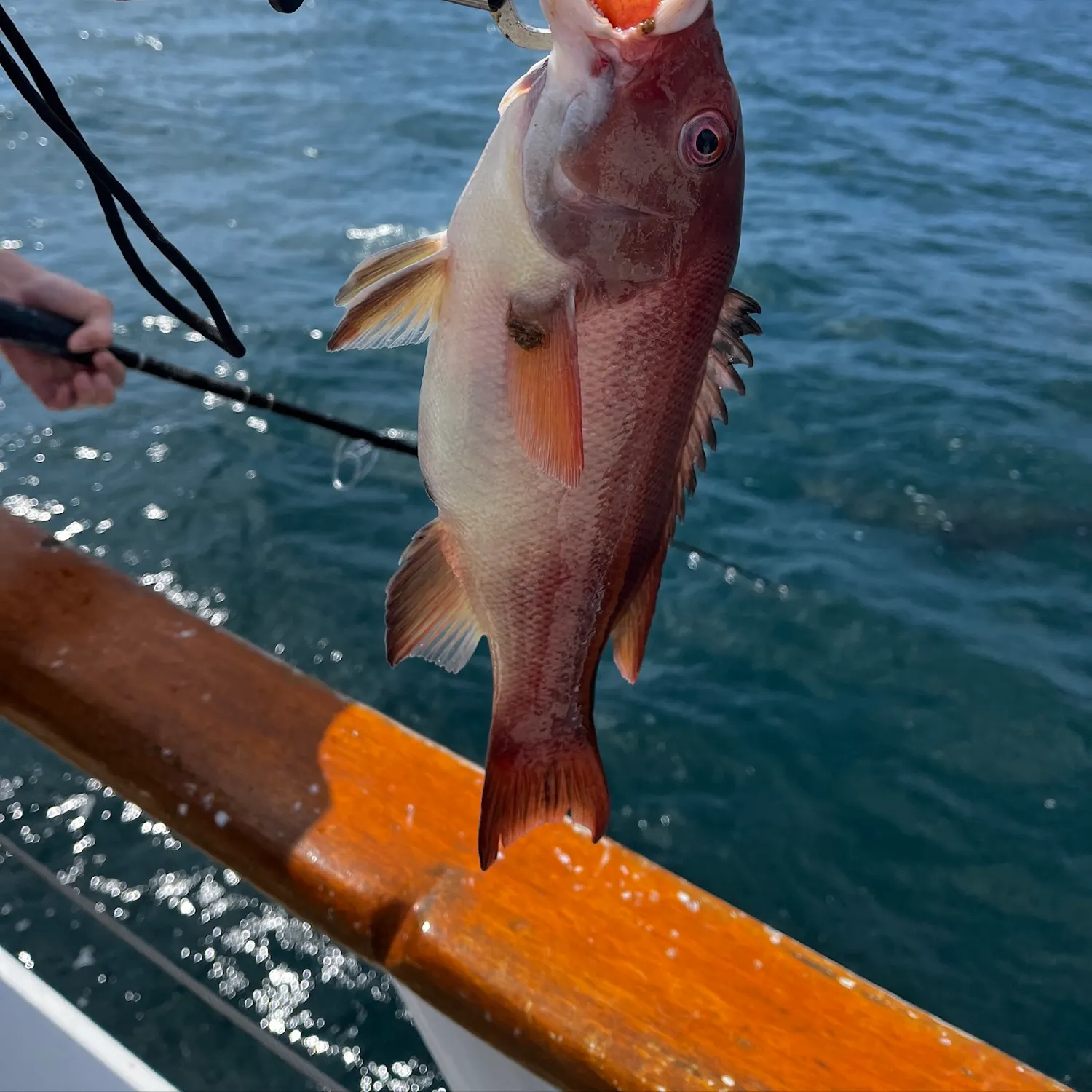 The most recent California sheephead catches on Fishbrain
