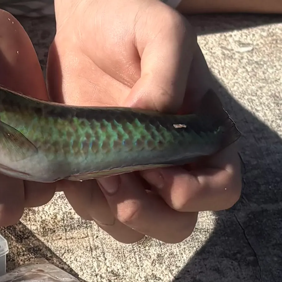 The most recent Ballan wrasse catches on Fishbrain