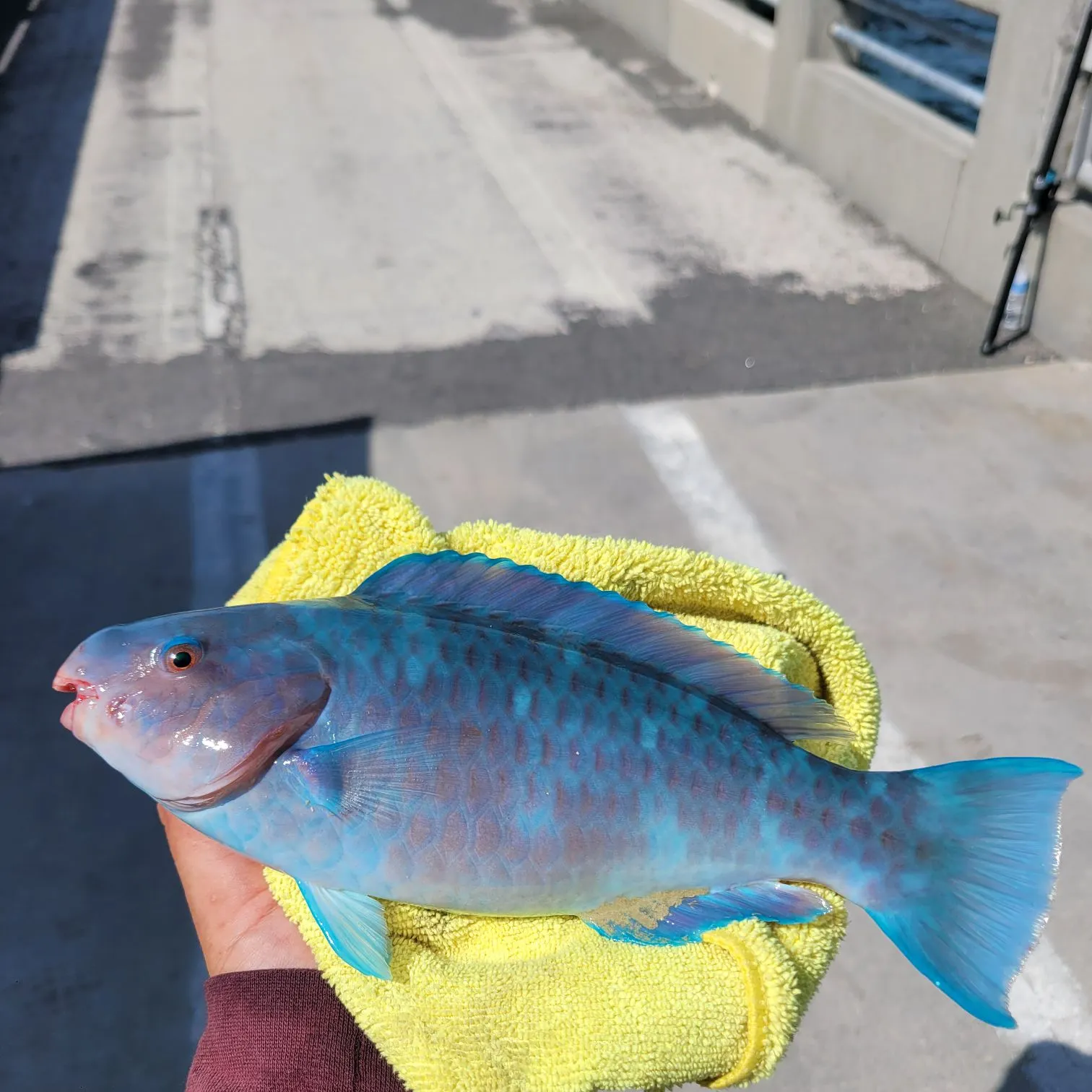 The most recent Blue parrotfish catches on Fishbrain