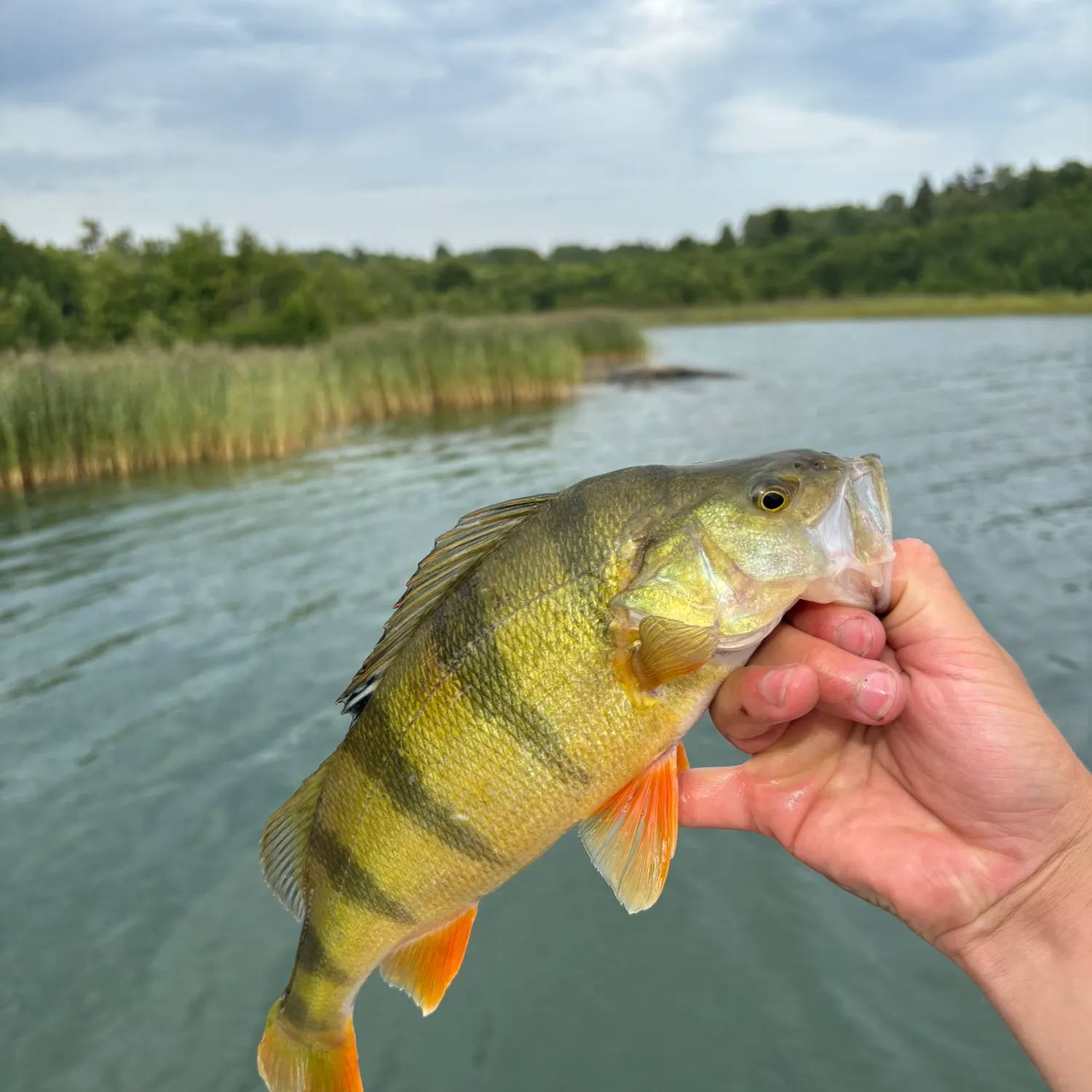 European perch caught on Fishbrain