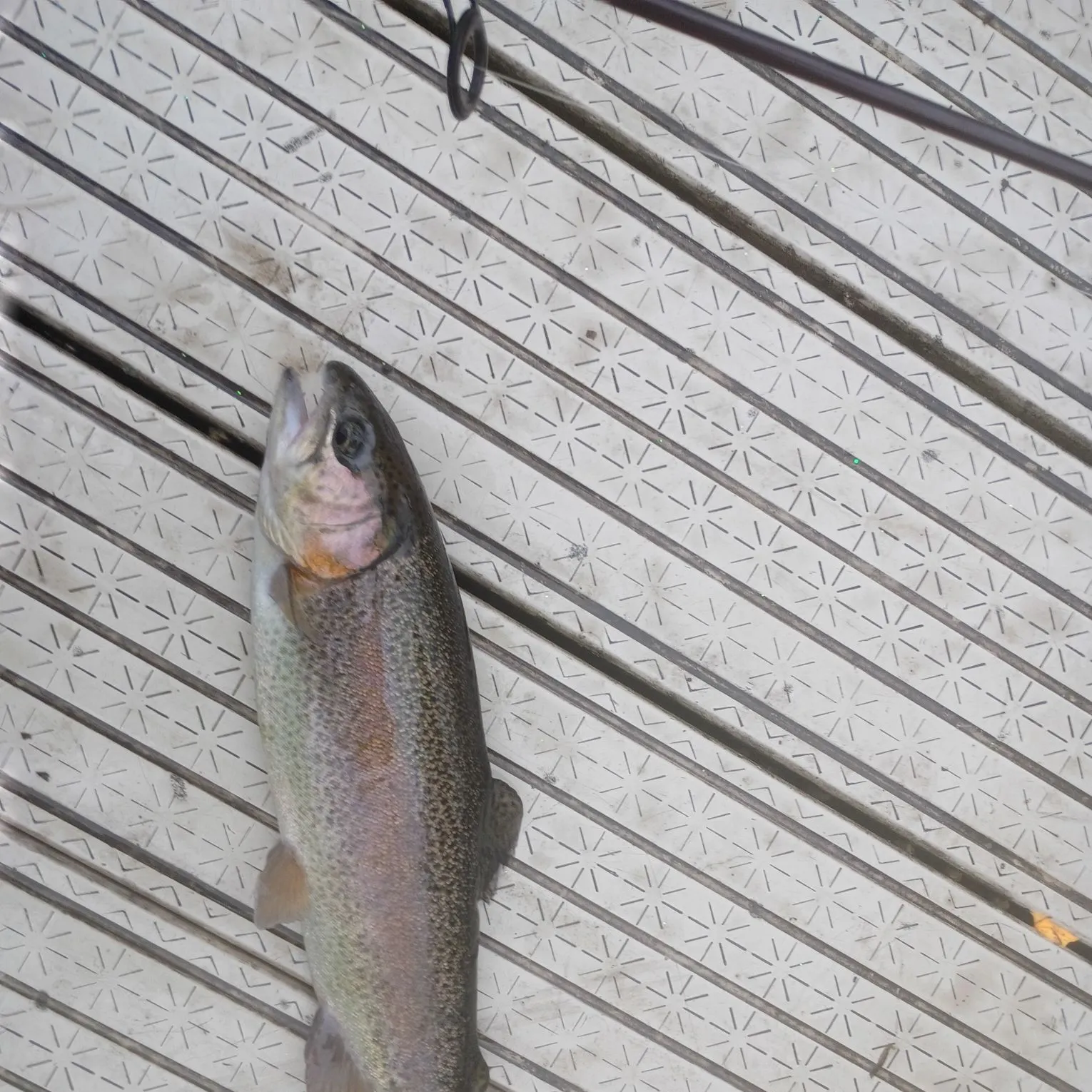 Rainbow trout caught on Fishbrain