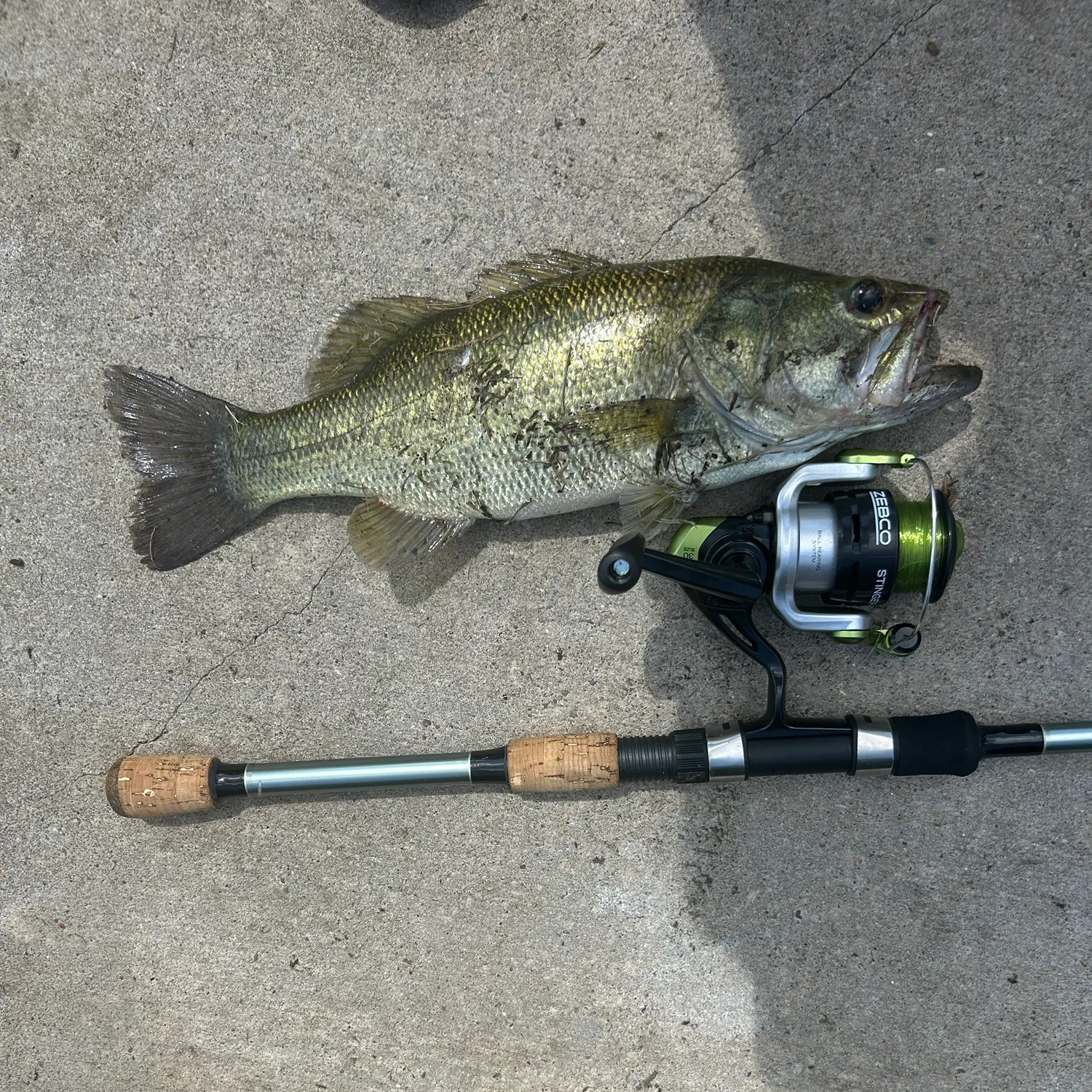 Largemouth bass caught on Fishbrain