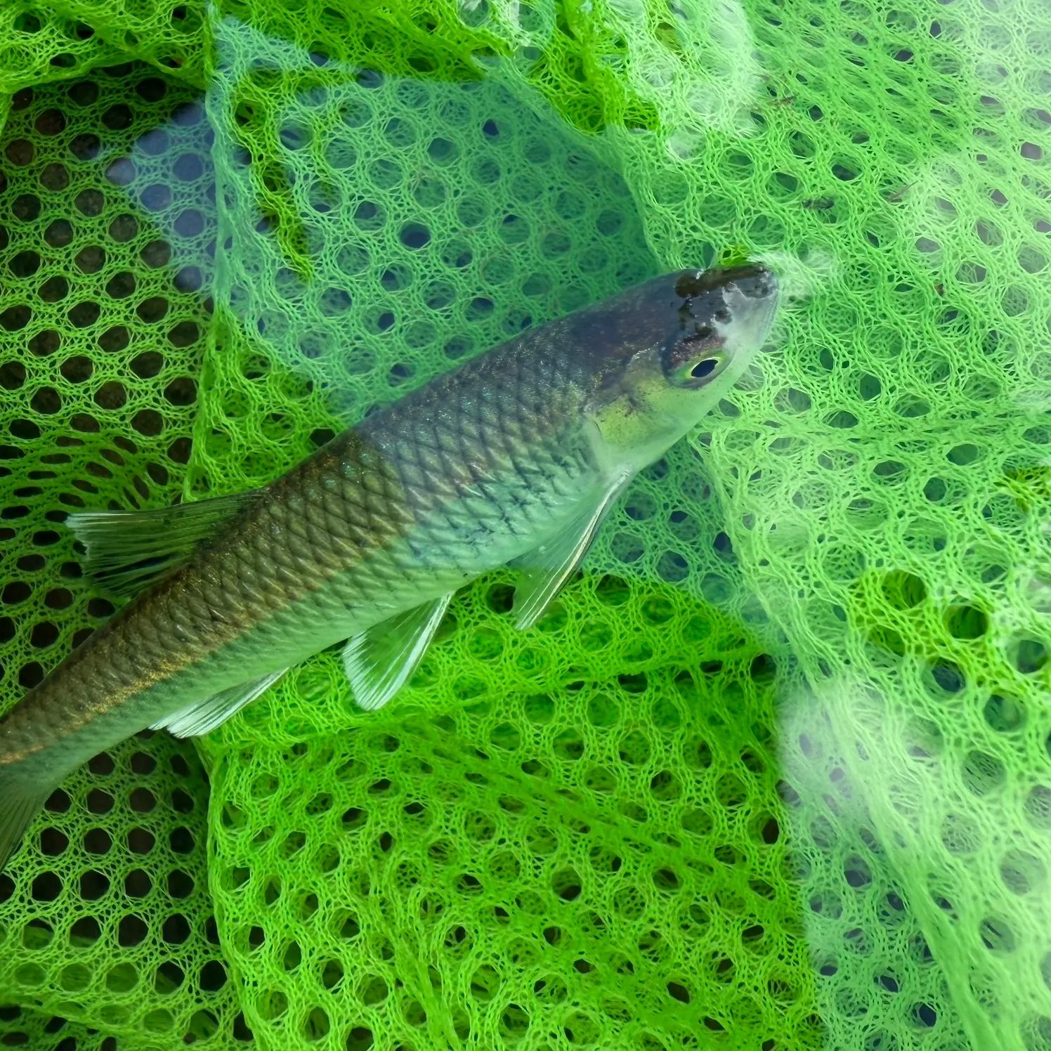 The most recent Satinfin shiner catches on Fishbrain