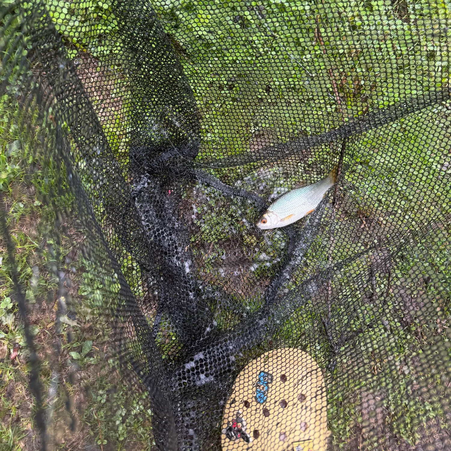 Common bream caught on Fishbrain