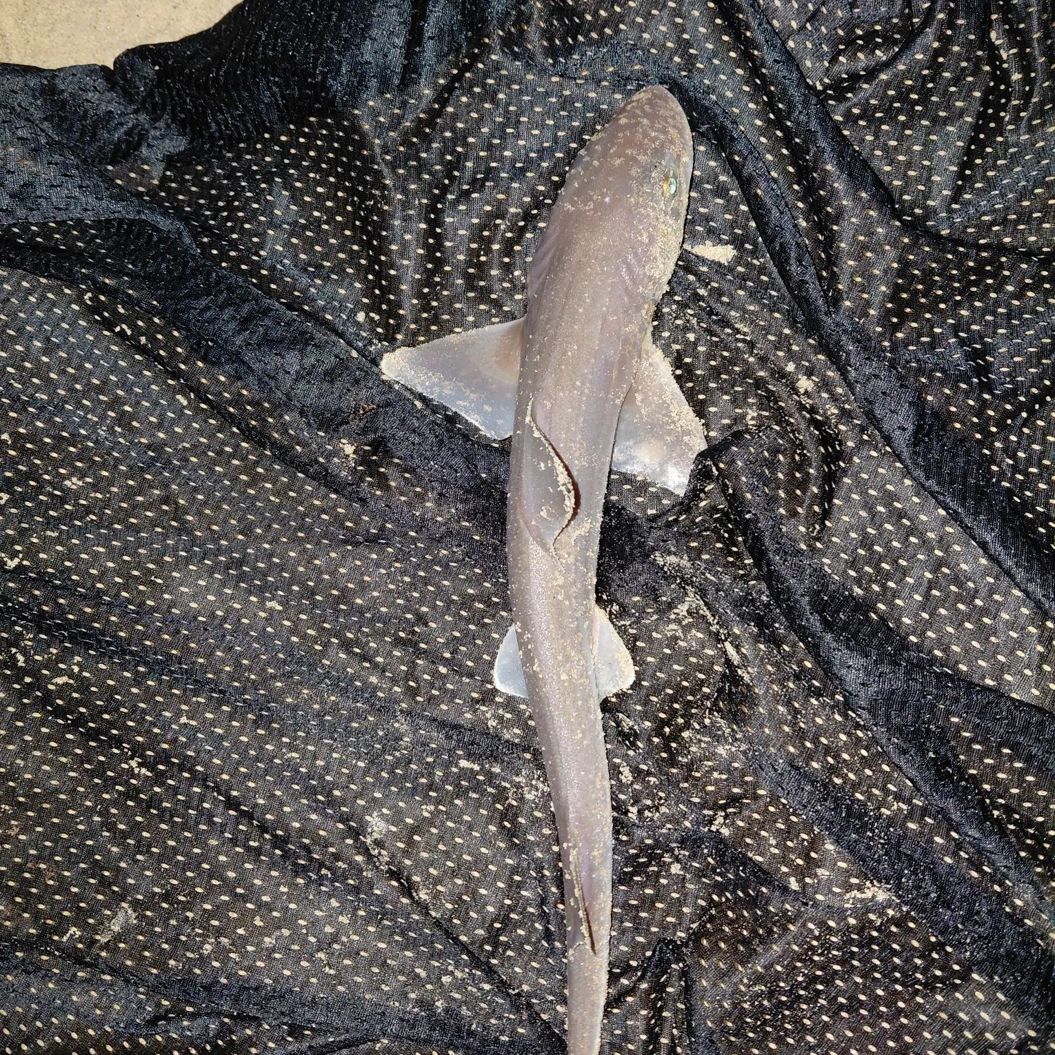 Common smooth-hound caught on Fishbrain