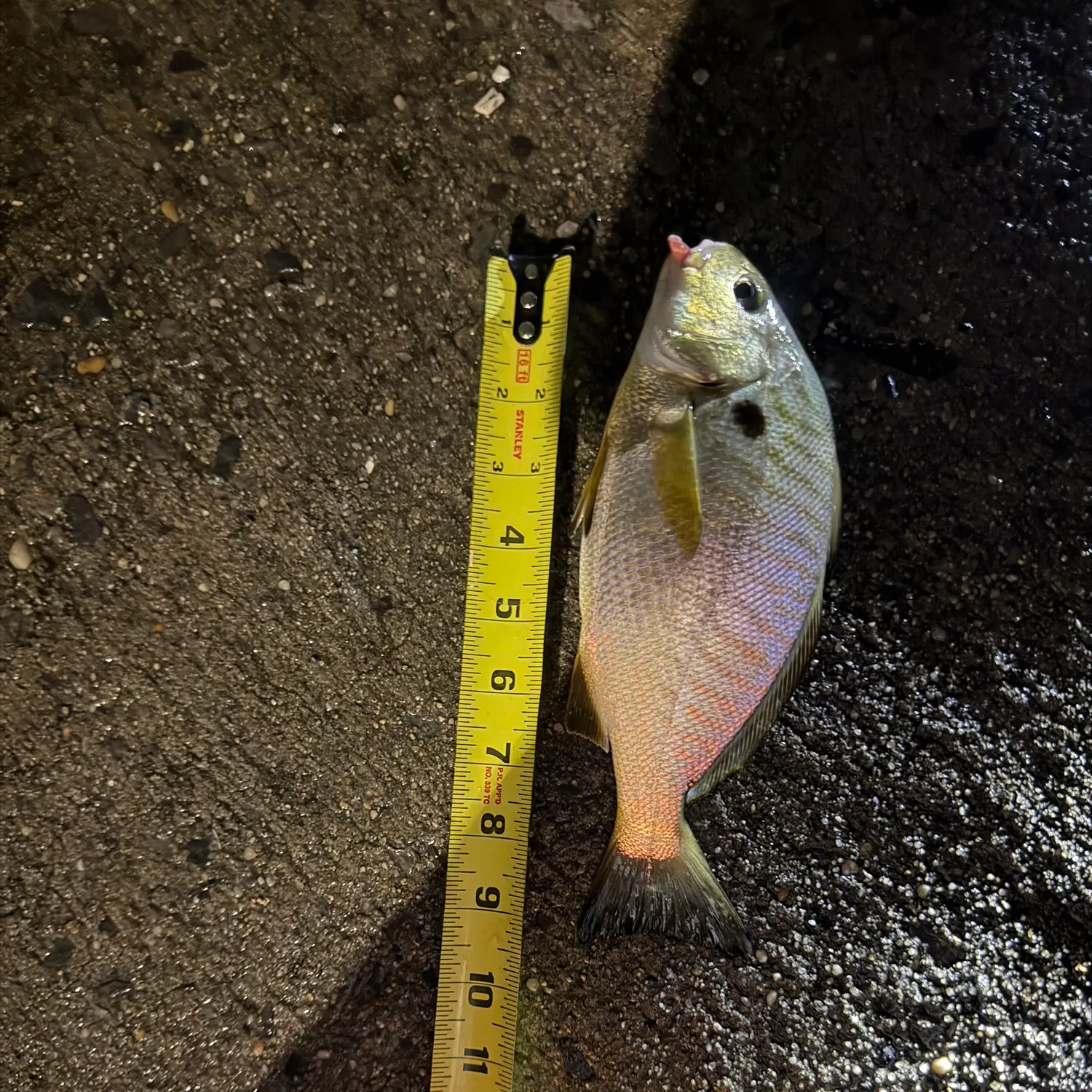 recently logged catches