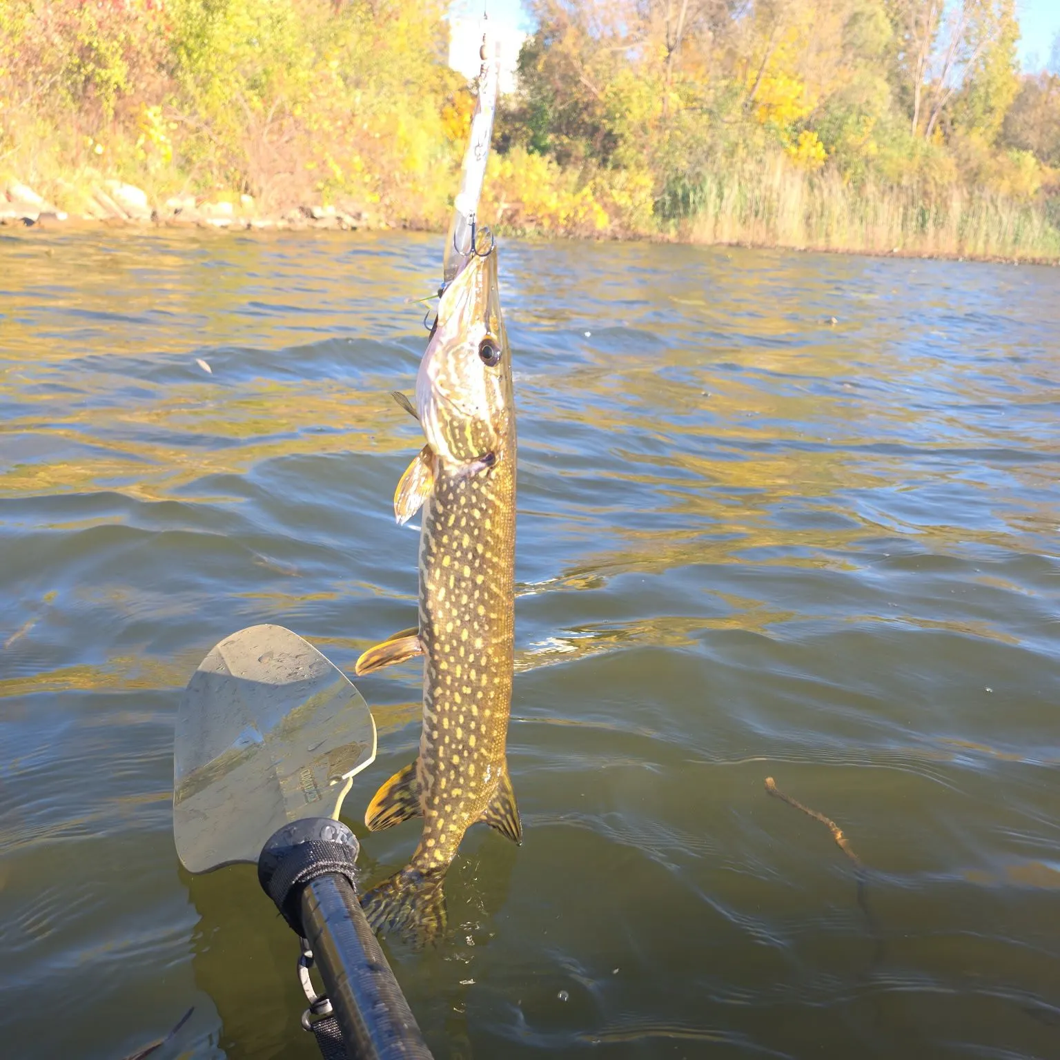 Northern pike caught on Fishbrain