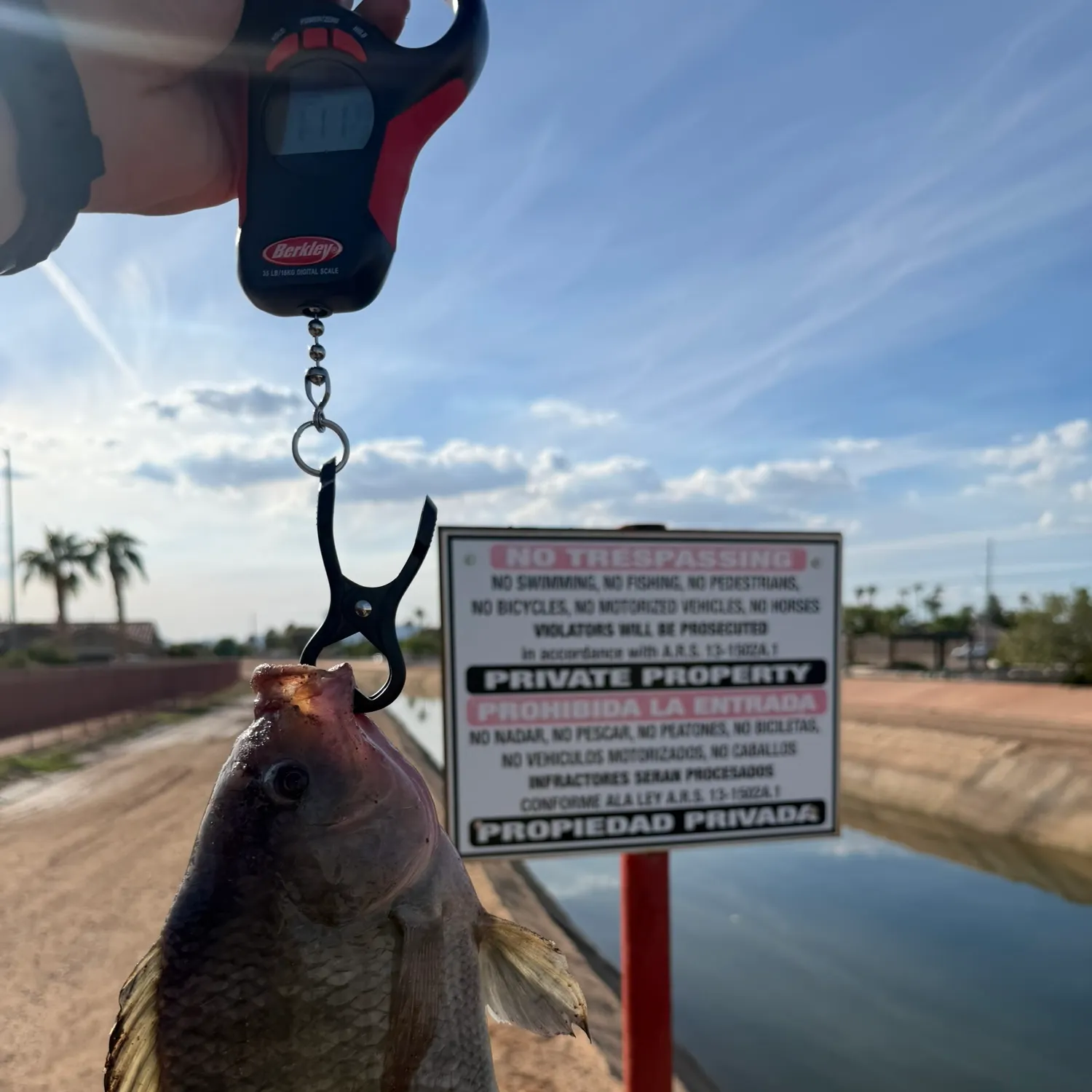 Nile tilapia caught on Fishbrain