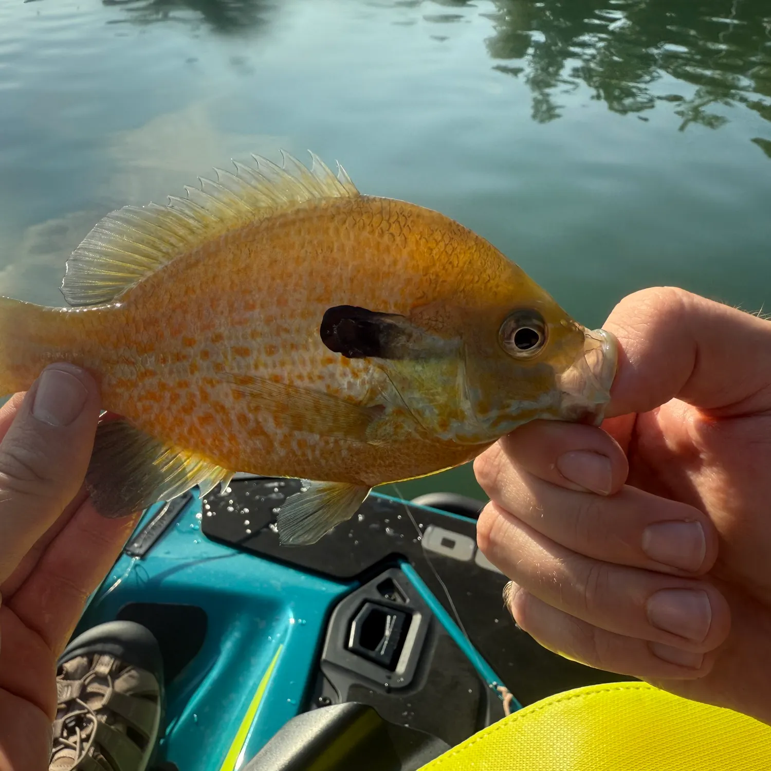 The most recent Redbreast sunfish x bluegill catches on Fishbrain