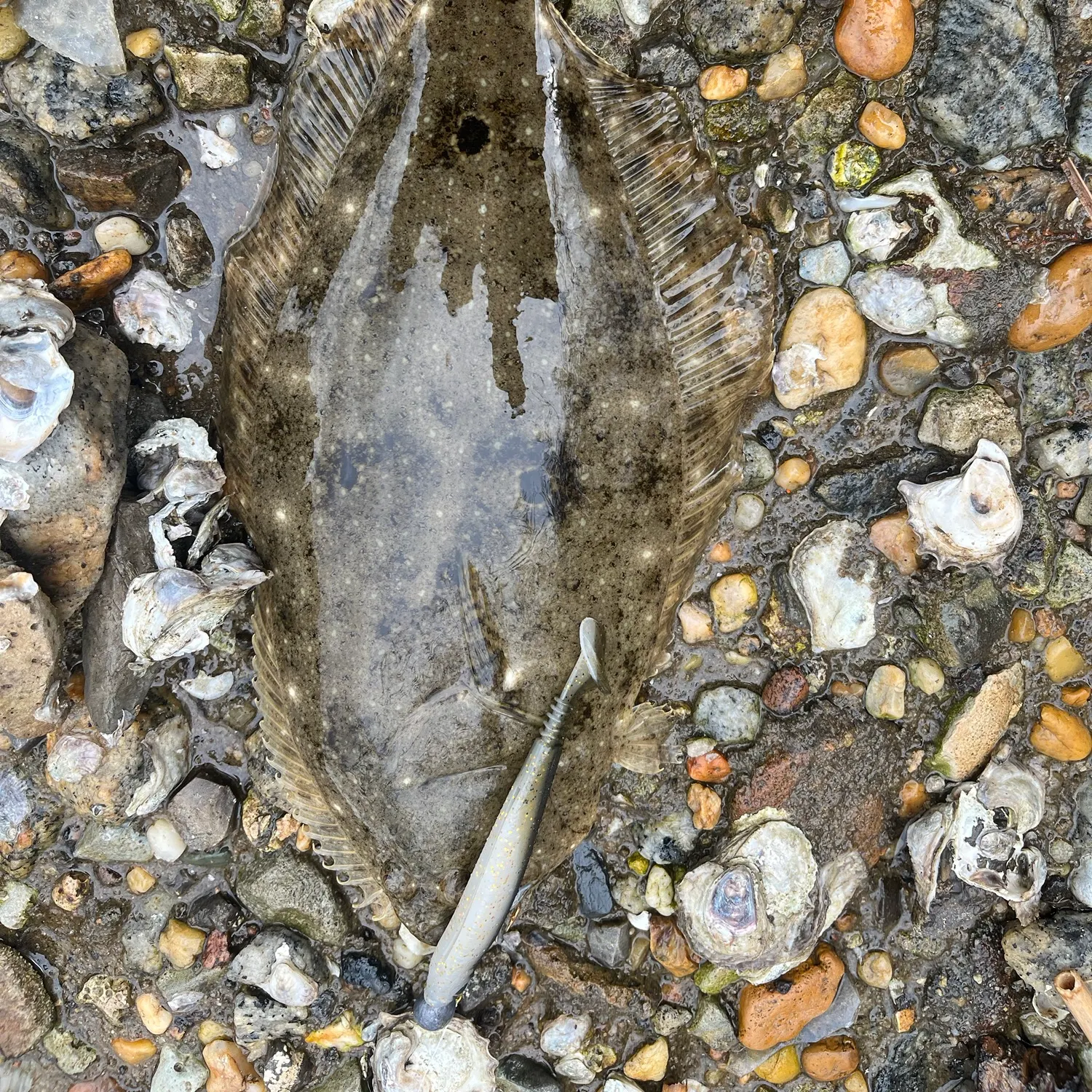 The most recent Gulf flounder catches on Fishbrain