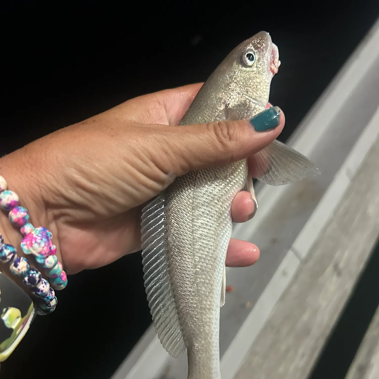 The most recent Gulf kingcroaker catches on Fishbrain