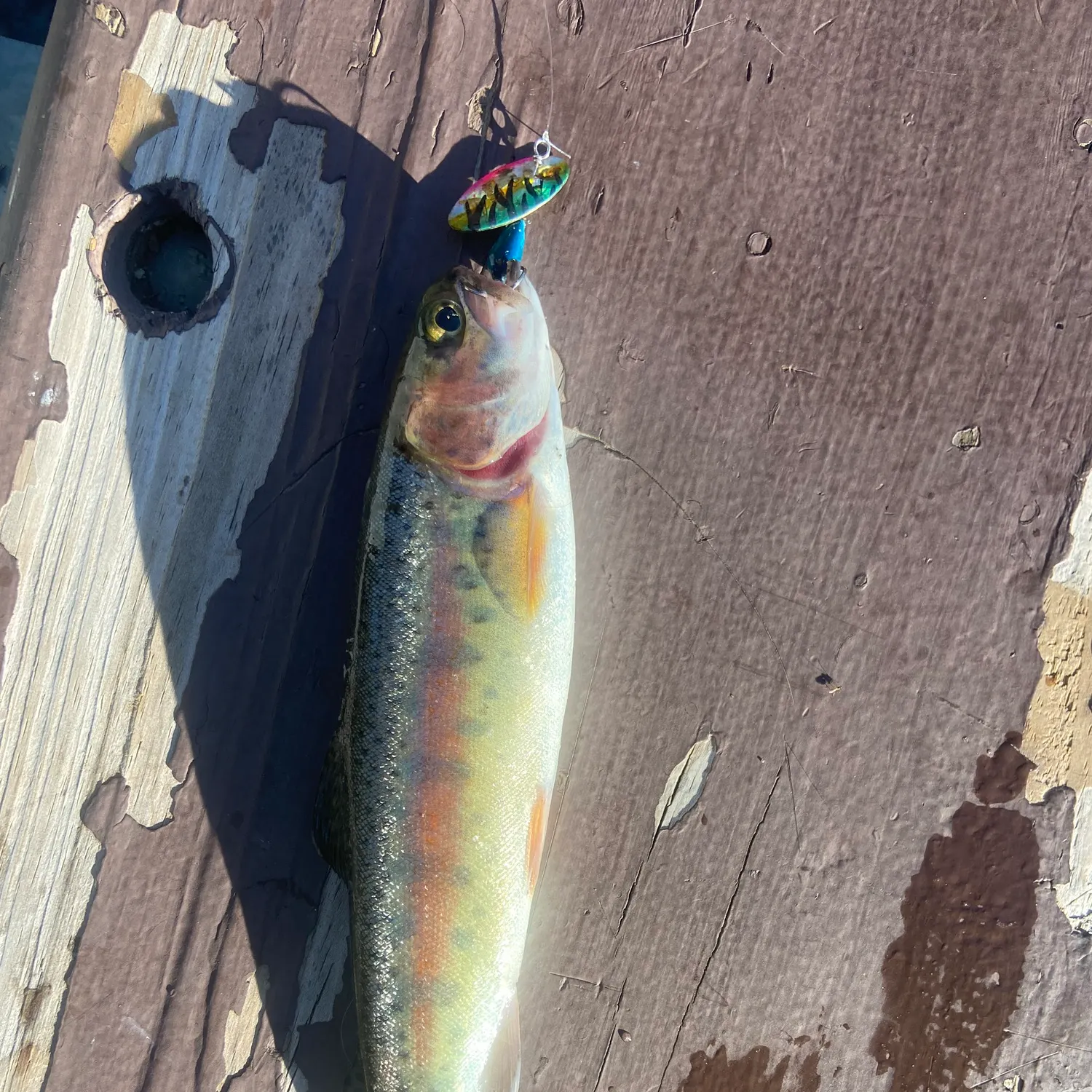 recently logged catches