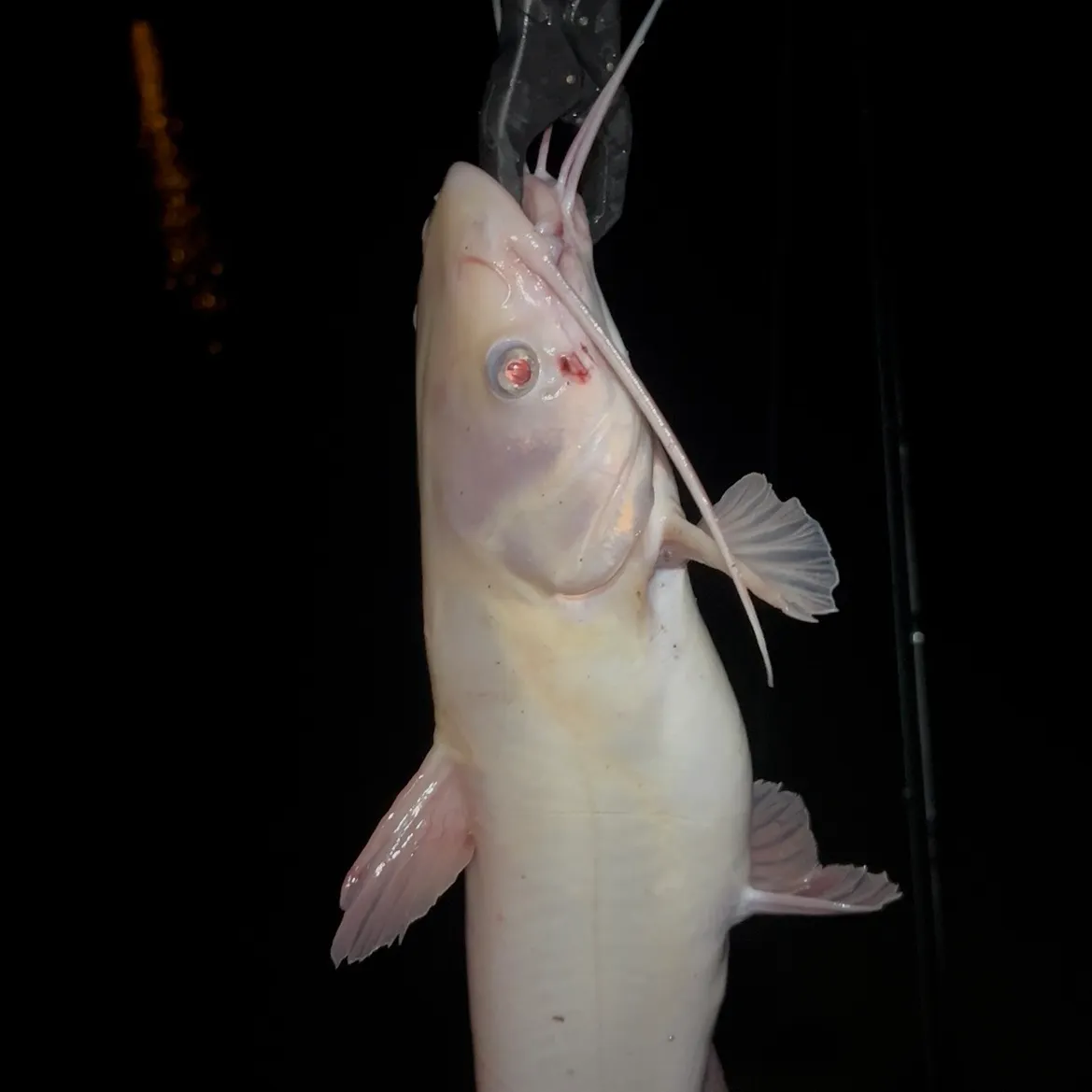 Channel catfish caught on Fishbrain
