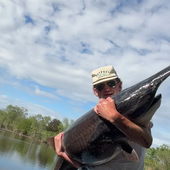The most recent Paddlefish catches on Fishbrain