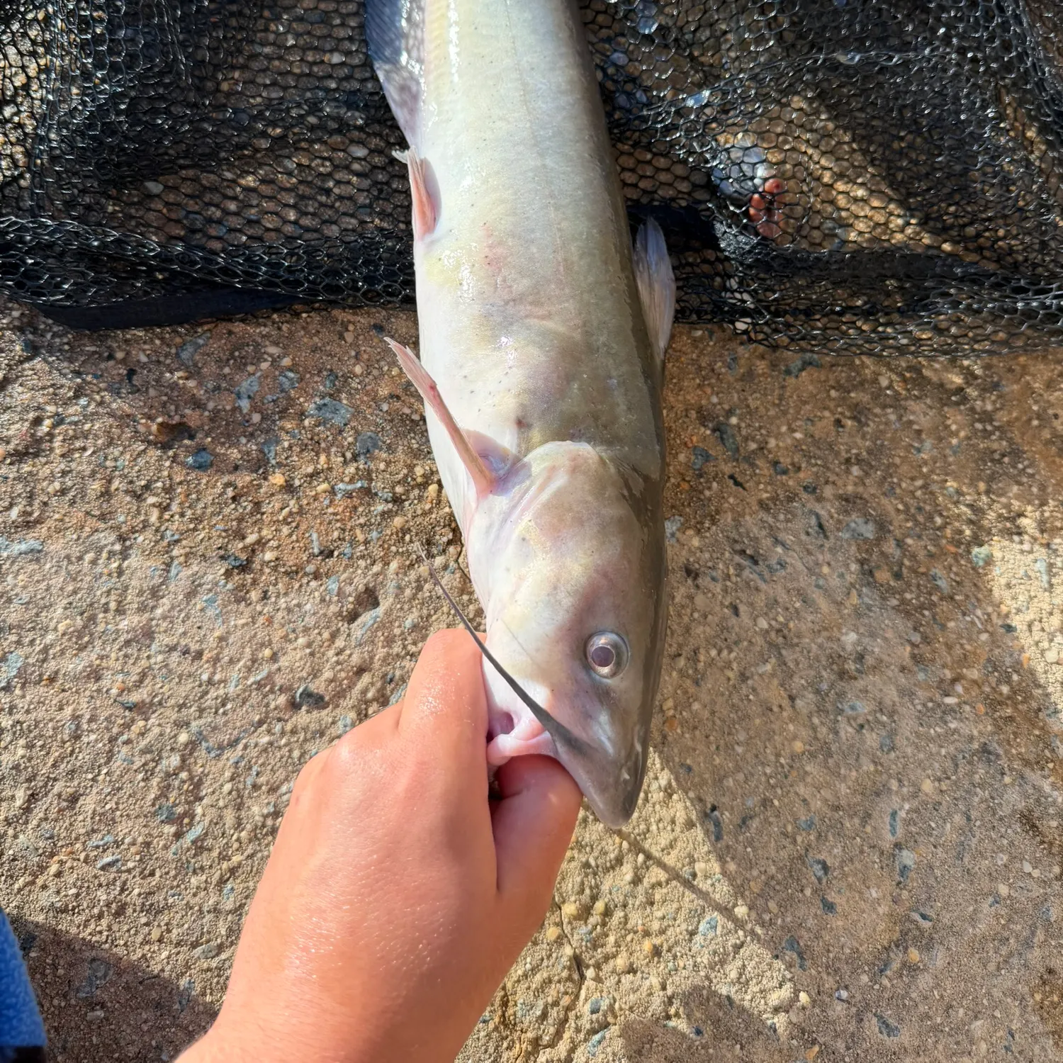 Channel catfish caught on Fishbrain