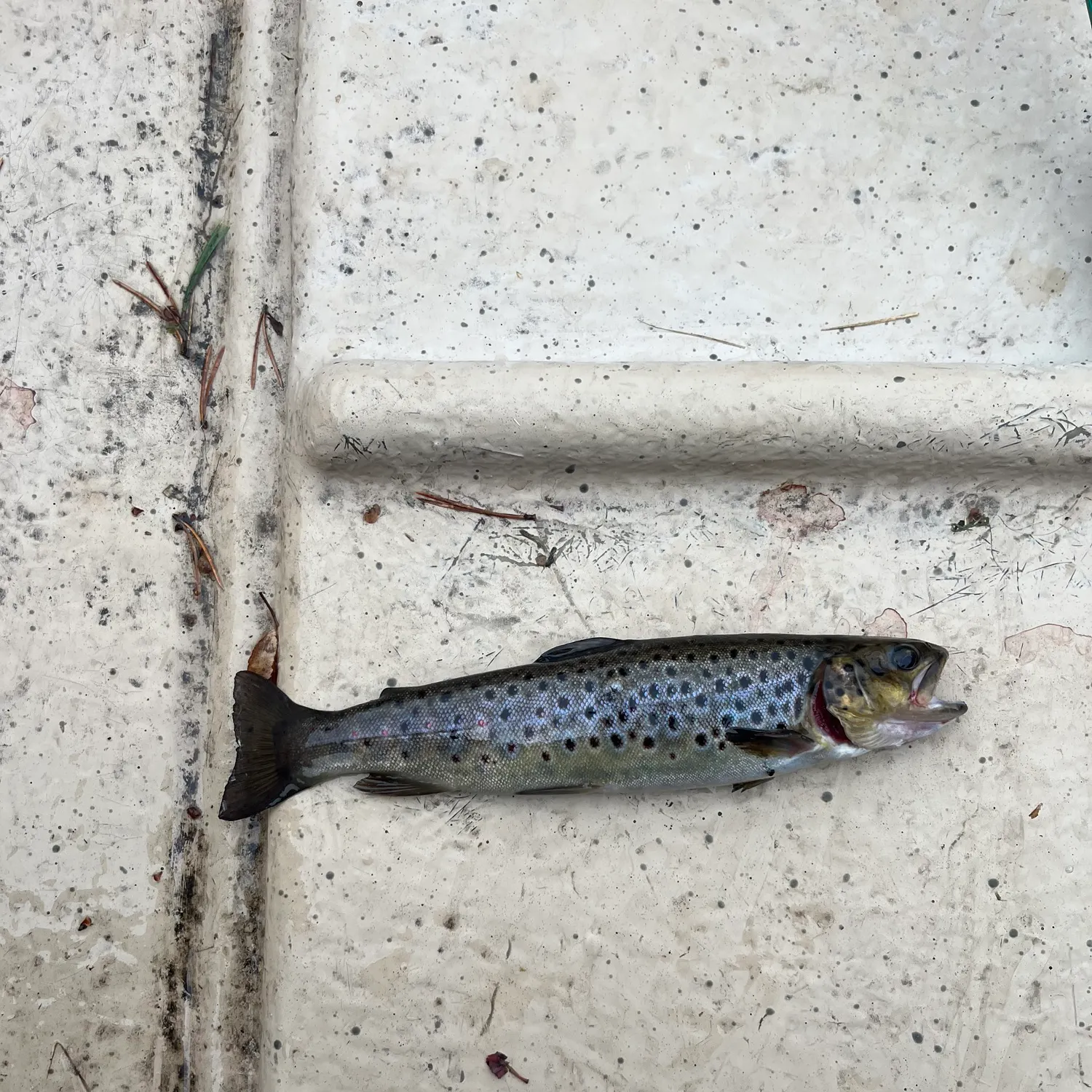 Lake trout caught on Fishbrain