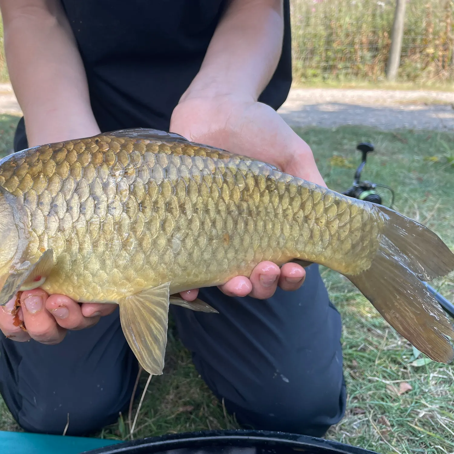 The most recent F1 carp catches on Fishbrain