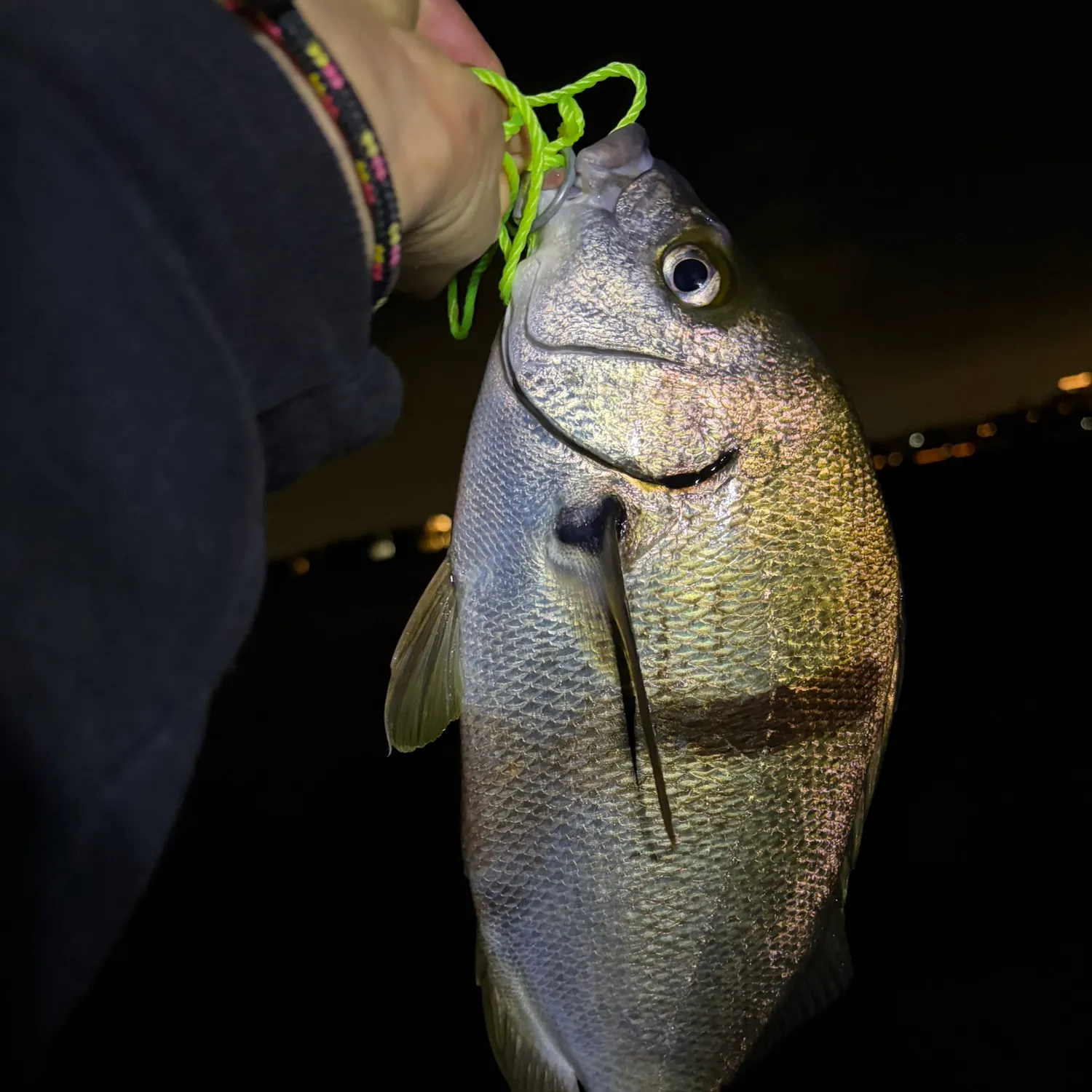 The most recent Sargo catches on Fishbrain