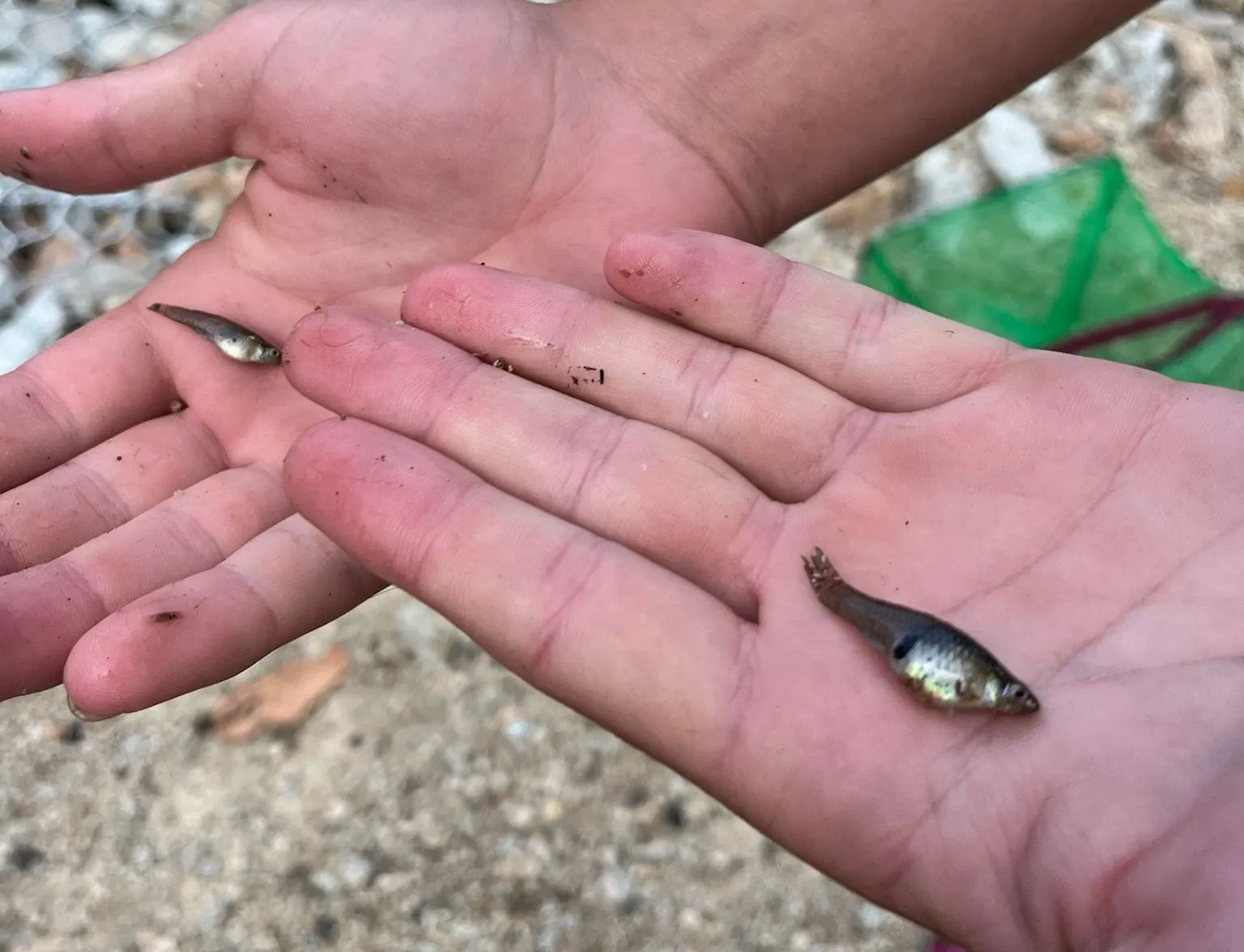 Eastern mosquitofish