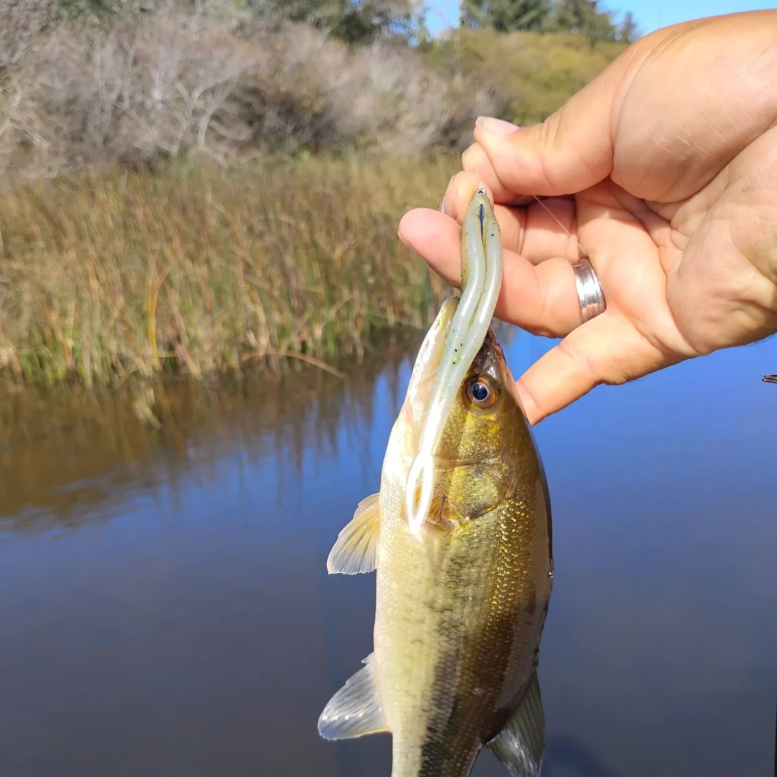 Largemouth bass caught on Fishbrain