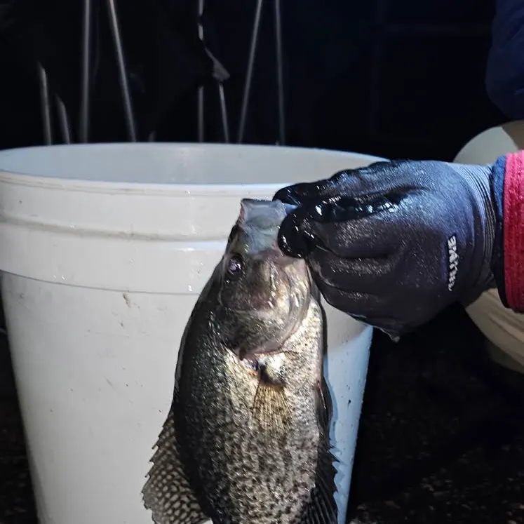 Black crappie caught on Fishbrain