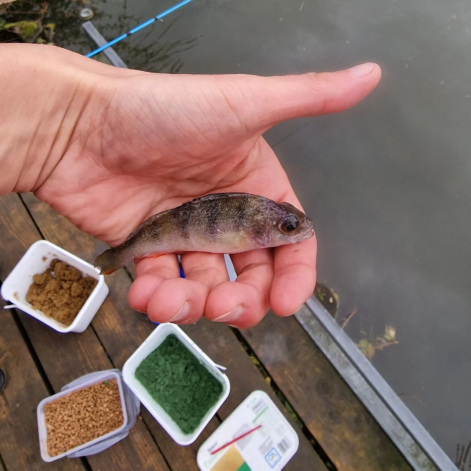 European perch caught on Fishbrain