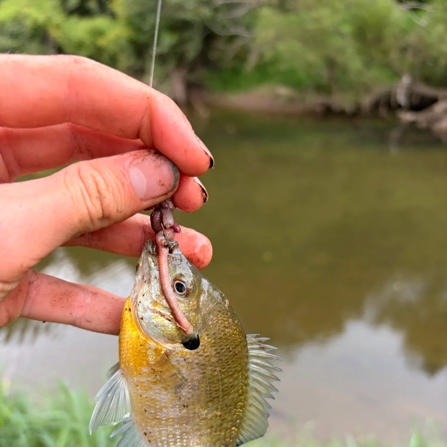 Redbreast sunfish caught on Fishbrain