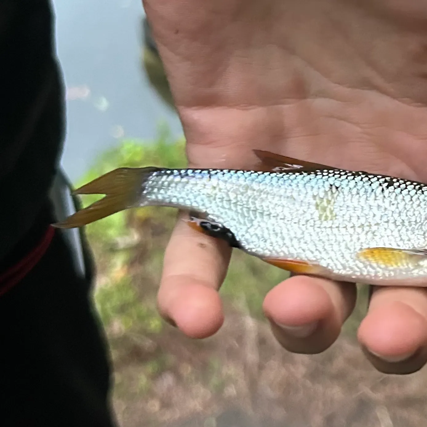 Common roach caught on Fishbrain