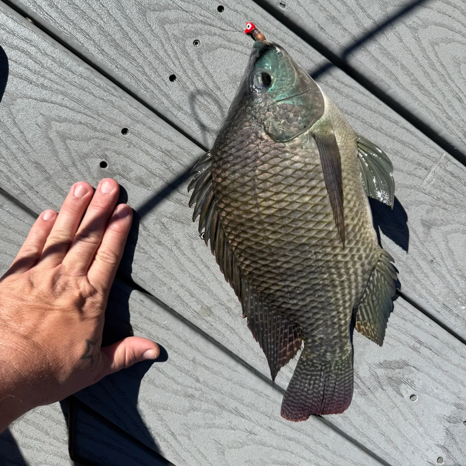 recently logged catches