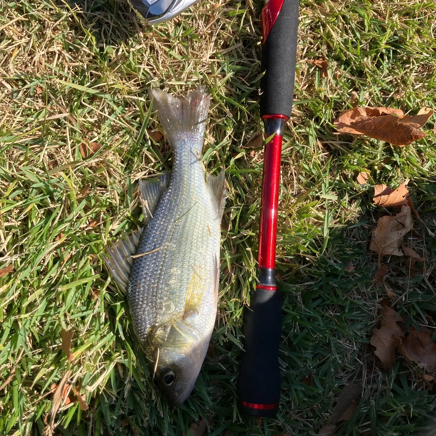 The most recent White perch catches on Fishbrain