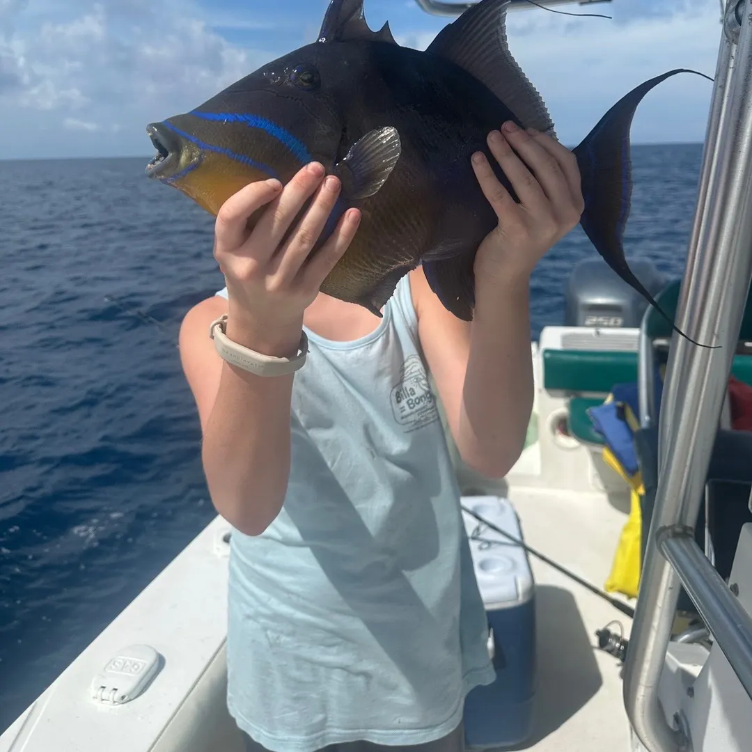 The most recent Queen triggerfish catches on Fishbrain