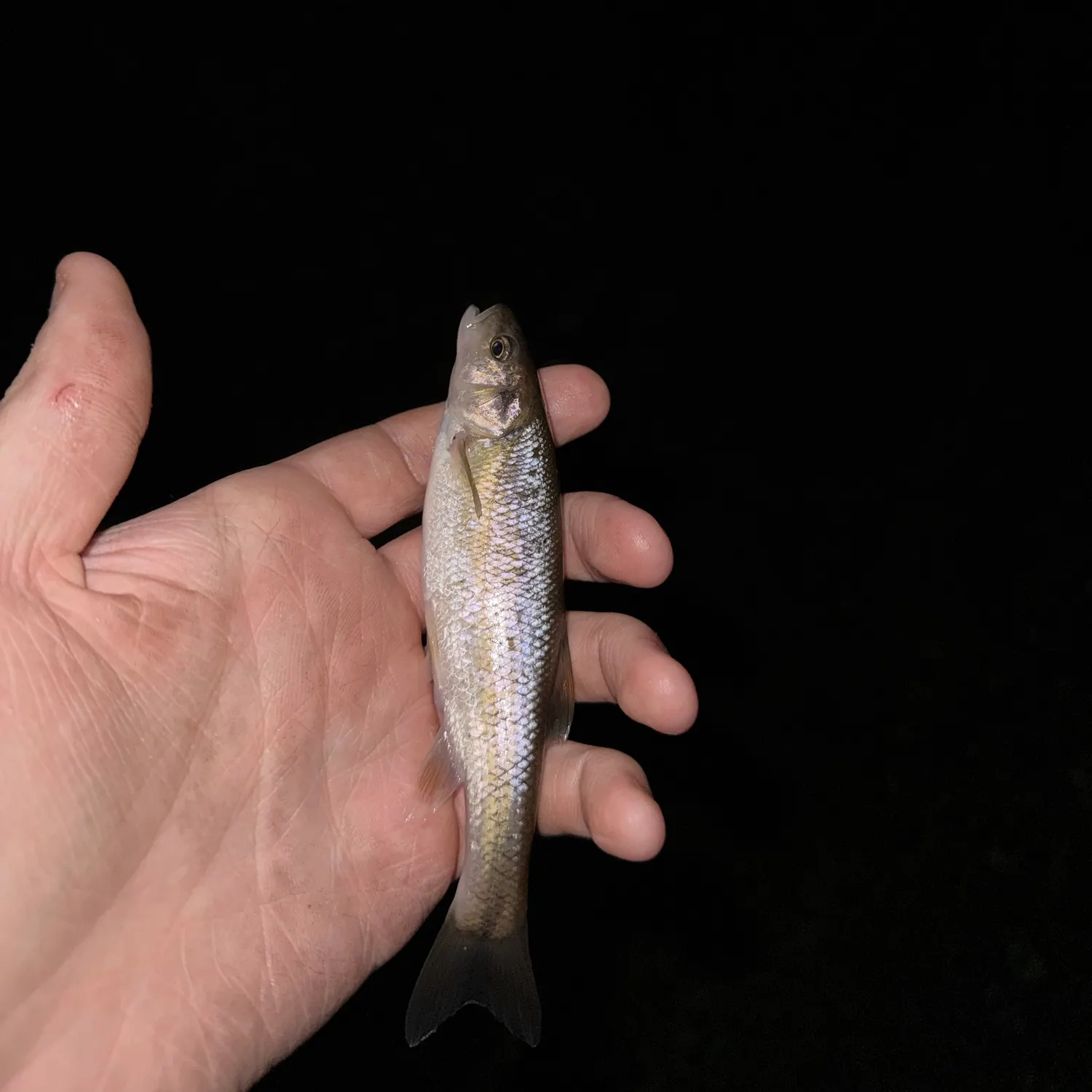 Creek chub caught on Fishbrain