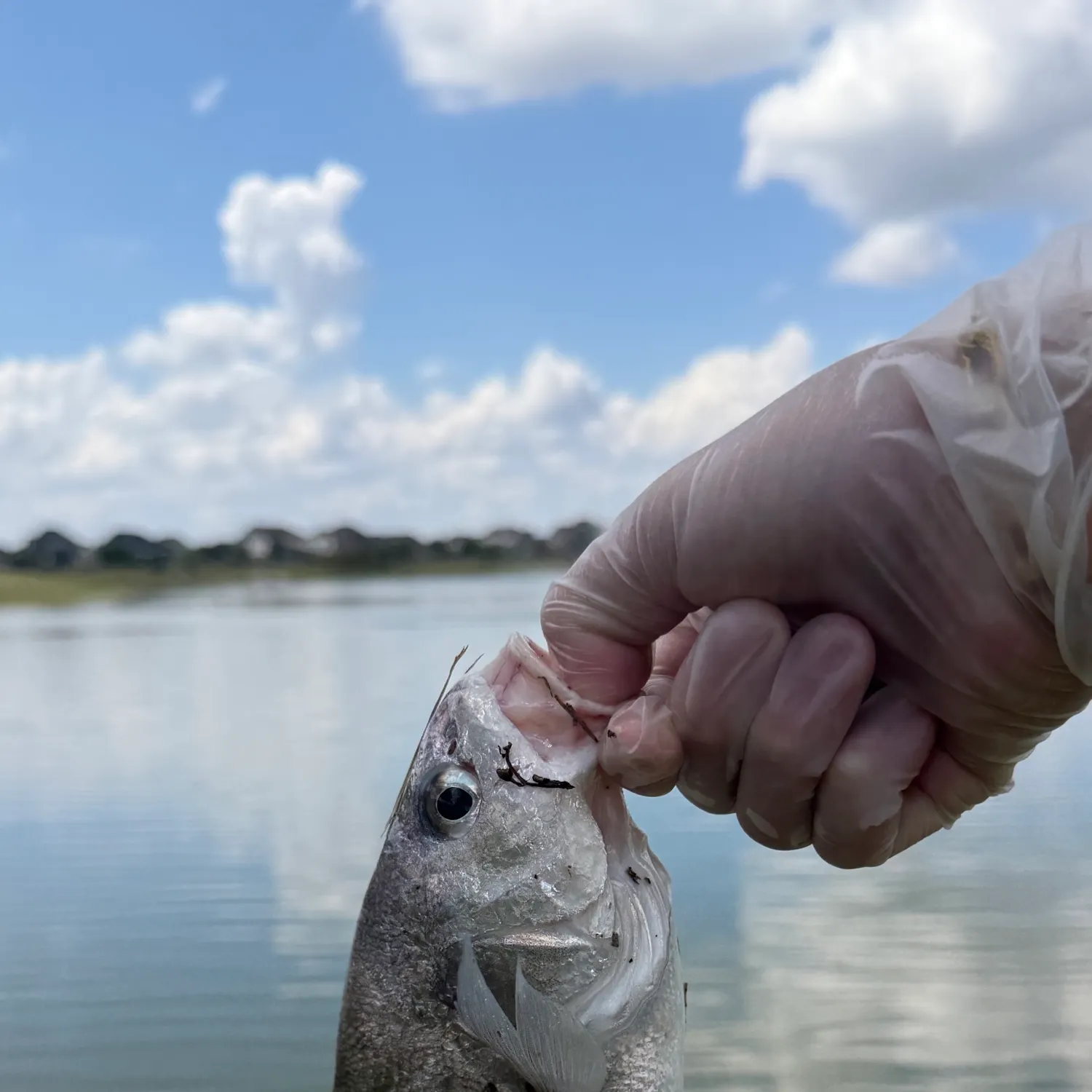 Freshwater drum caught on Fishbrain