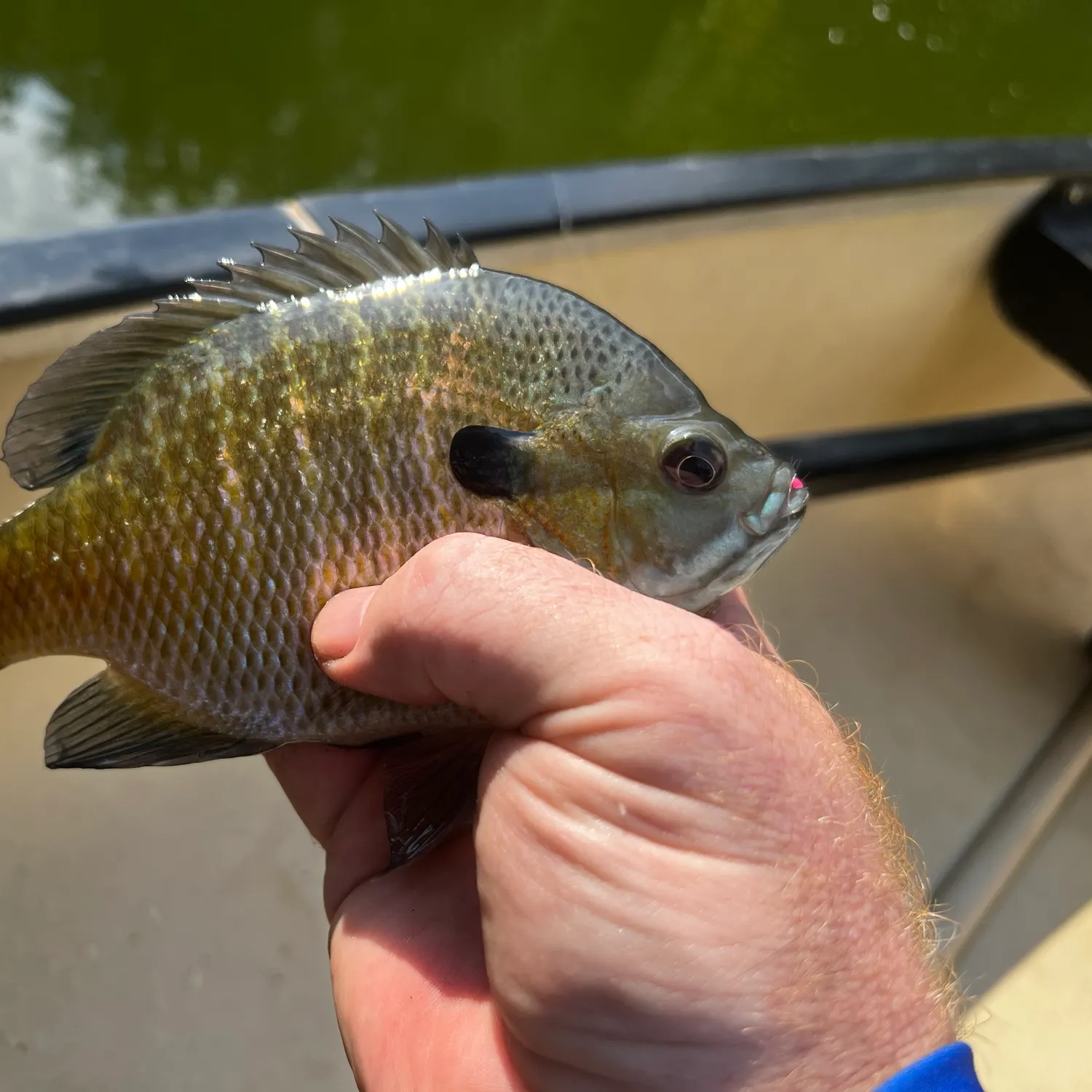 Bluegill caught on Fishbrain