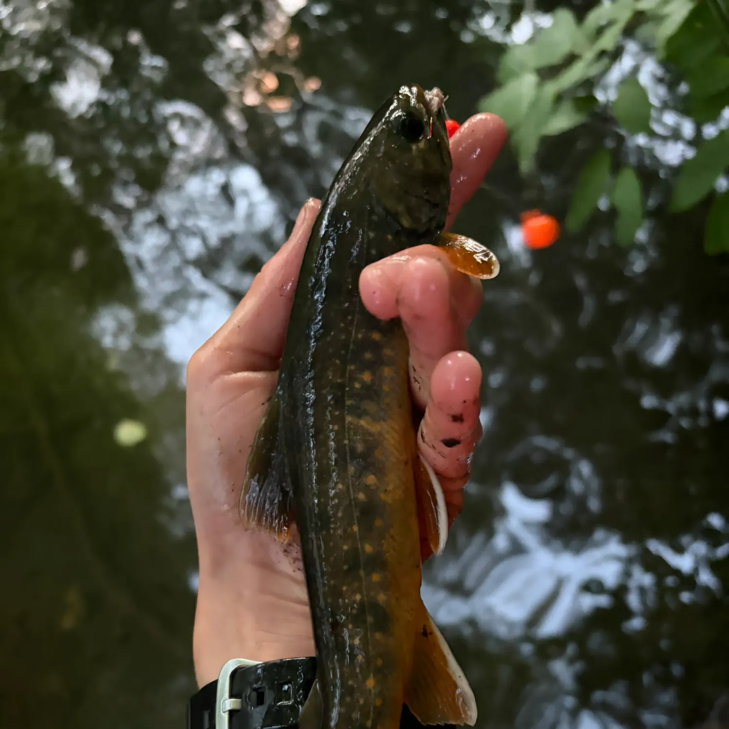 Dolly varden caught on Fishbrain