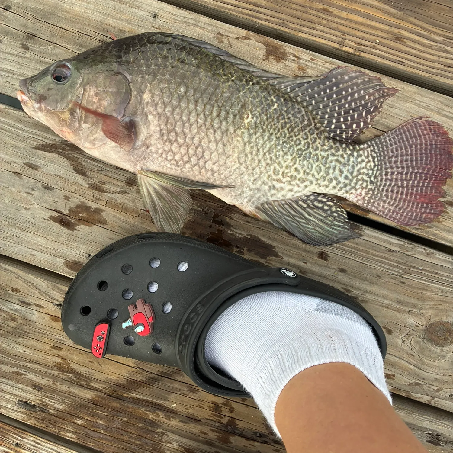 The most recent Longfin tilapia catches on Fishbrain