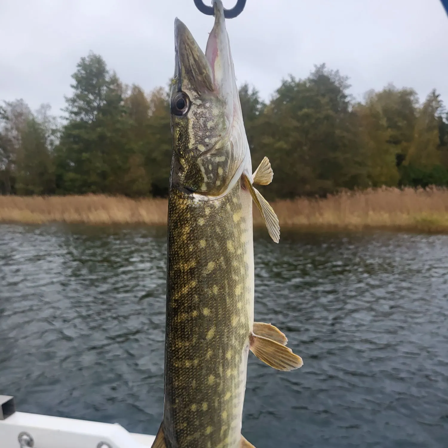Northern pike caught on Fishbrain