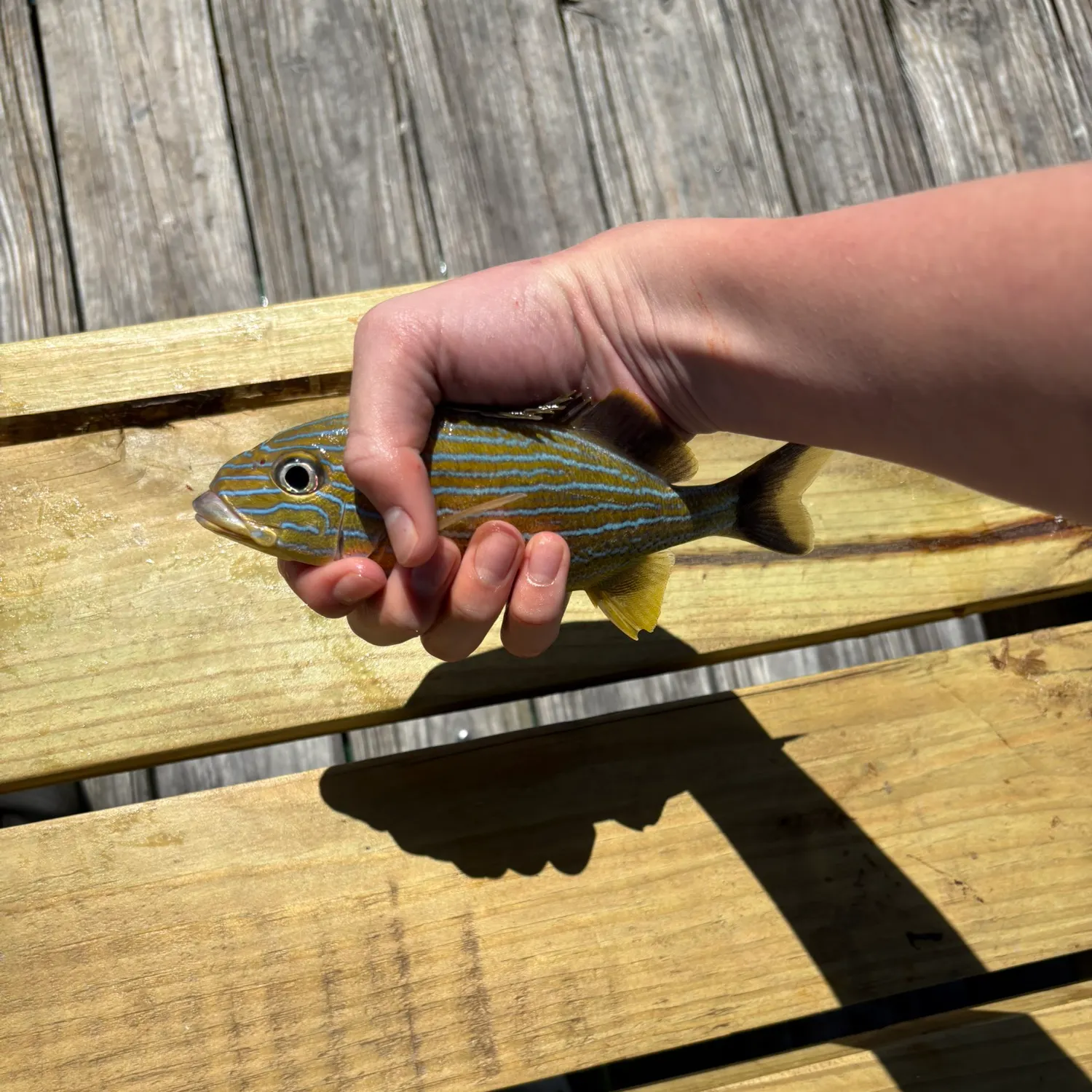 The most recent Bluestriped grunt catches on Fishbrain