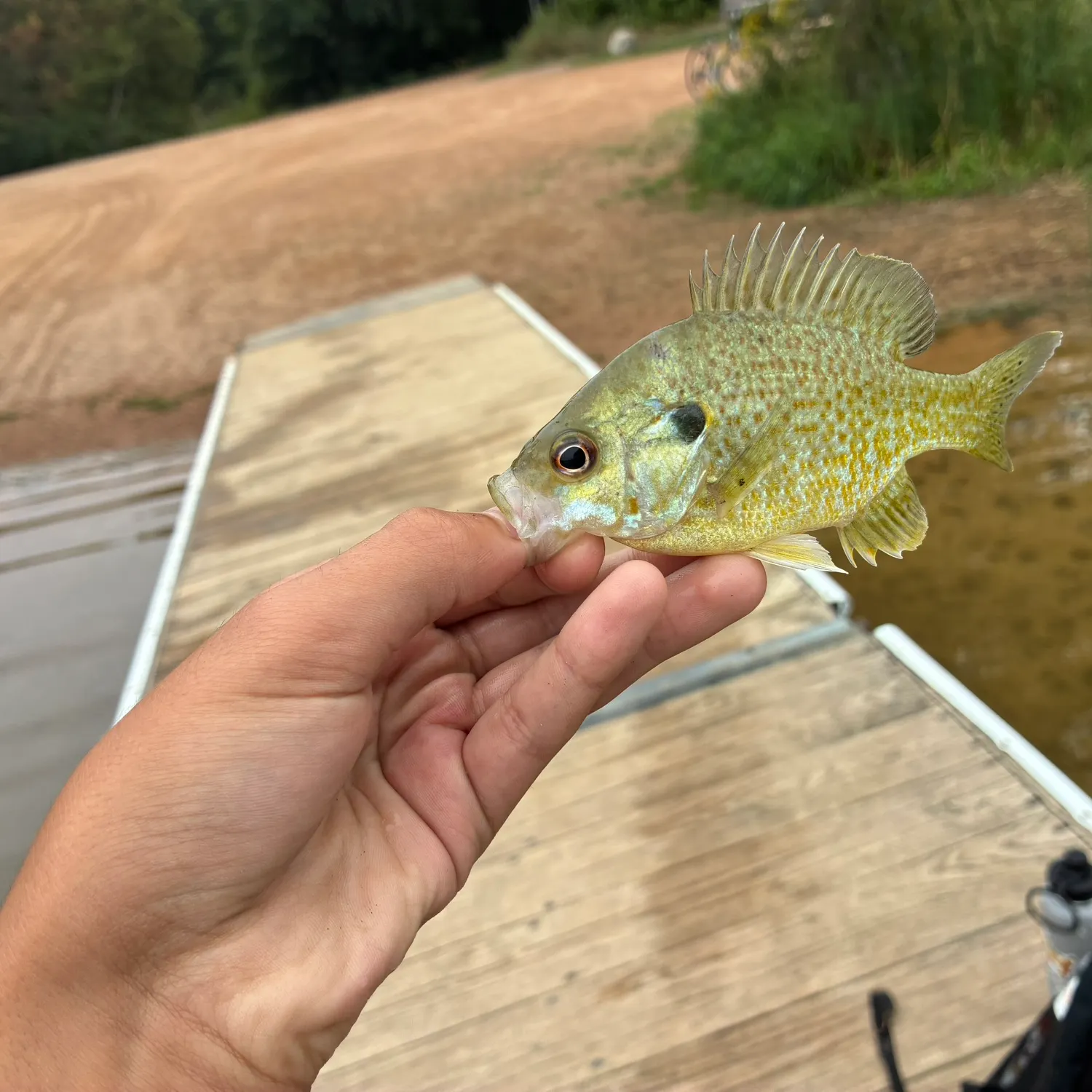 Greengill hybrid caught on Fishbrain