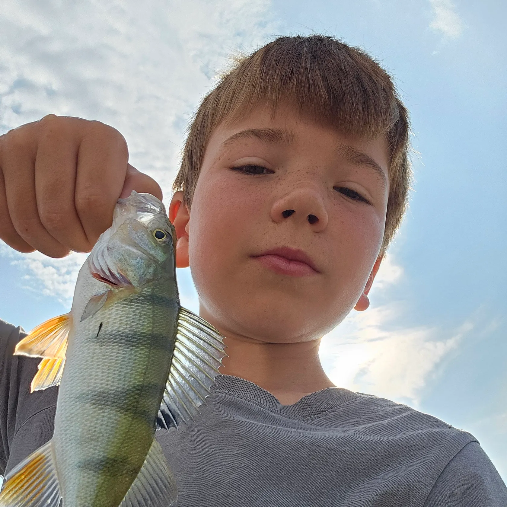 European perch caught on Fishbrain
