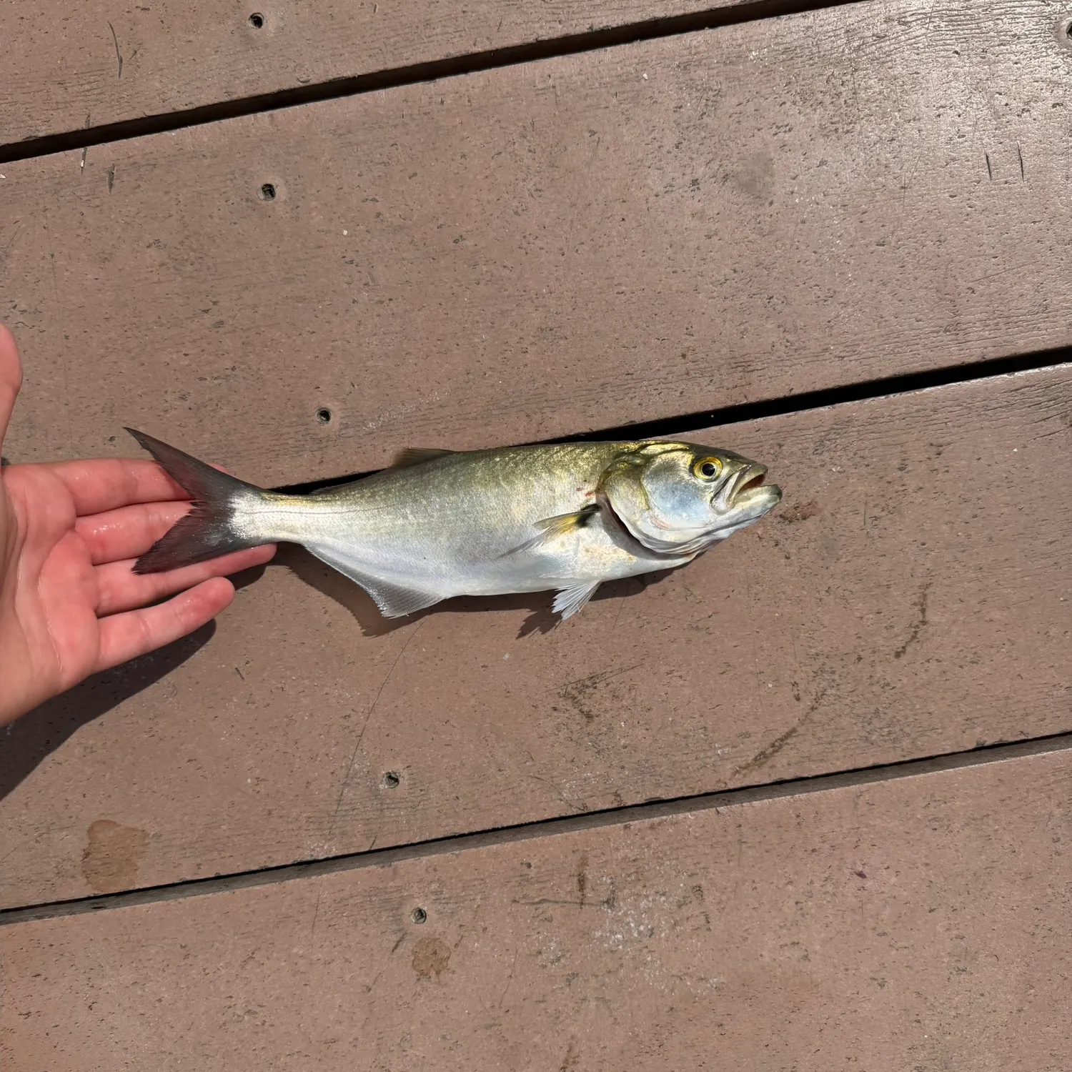 Bluefish caught on Fishbrain
