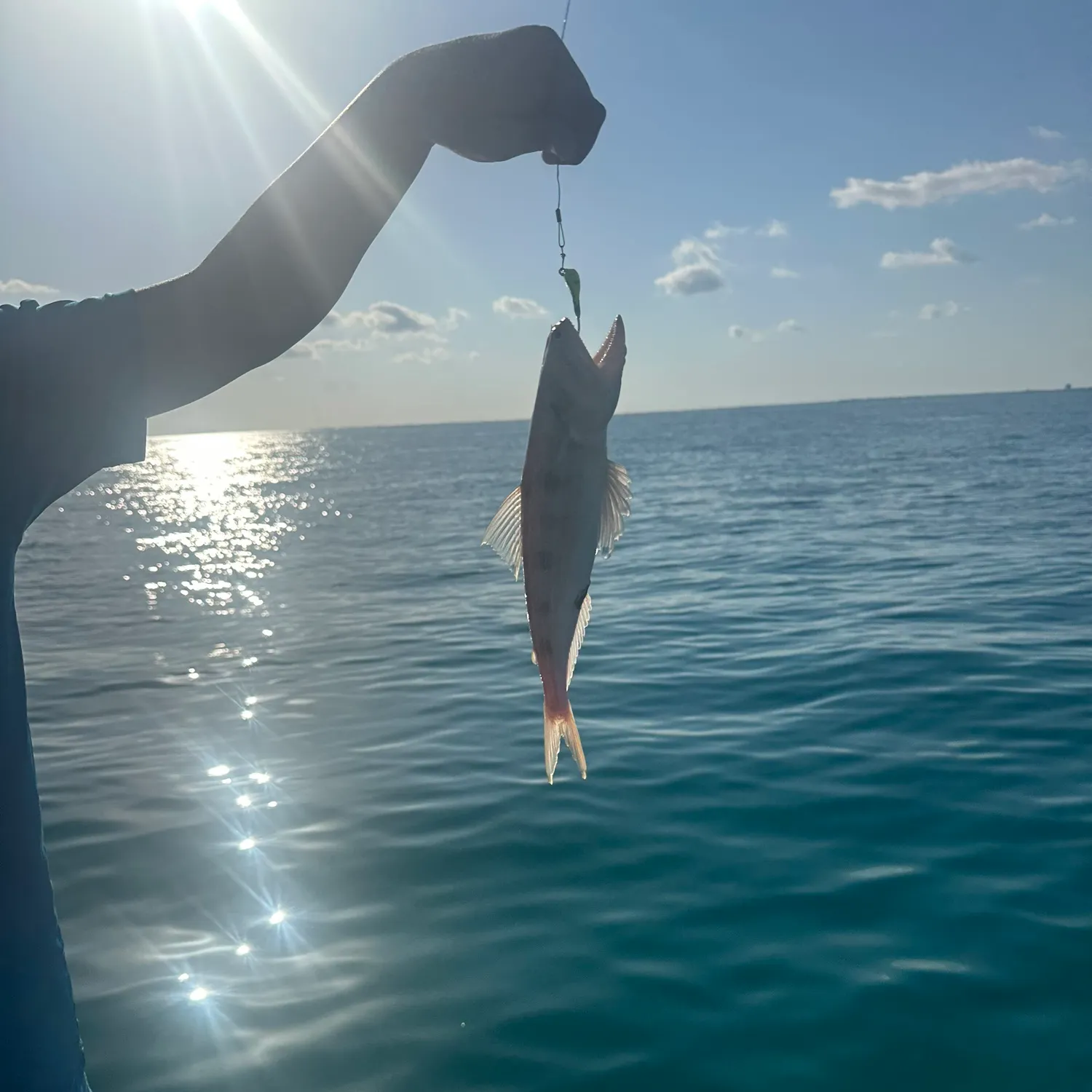 The most recent Tawny nurse shark catches on Fishbrain
