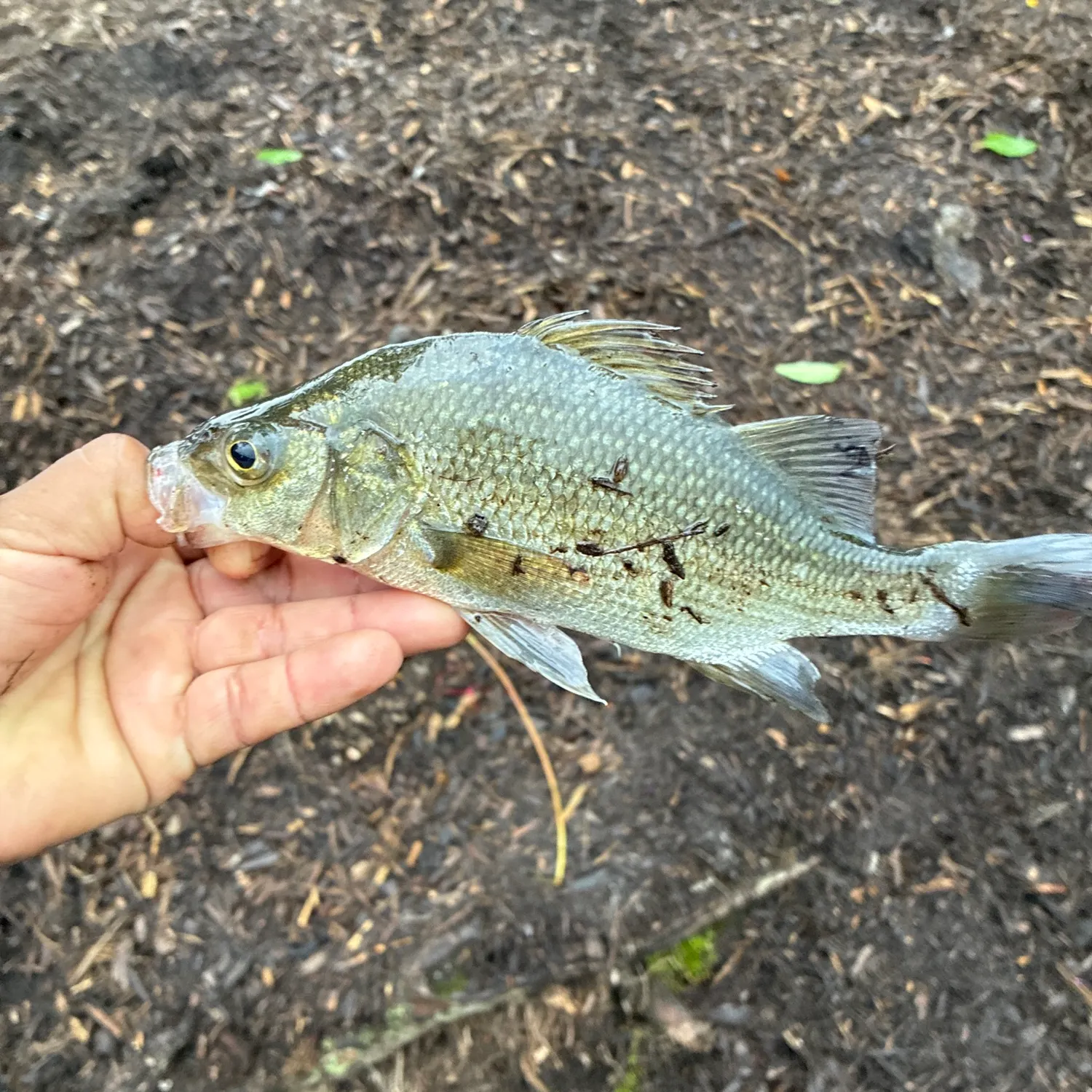 White perch caught on Fishbrain