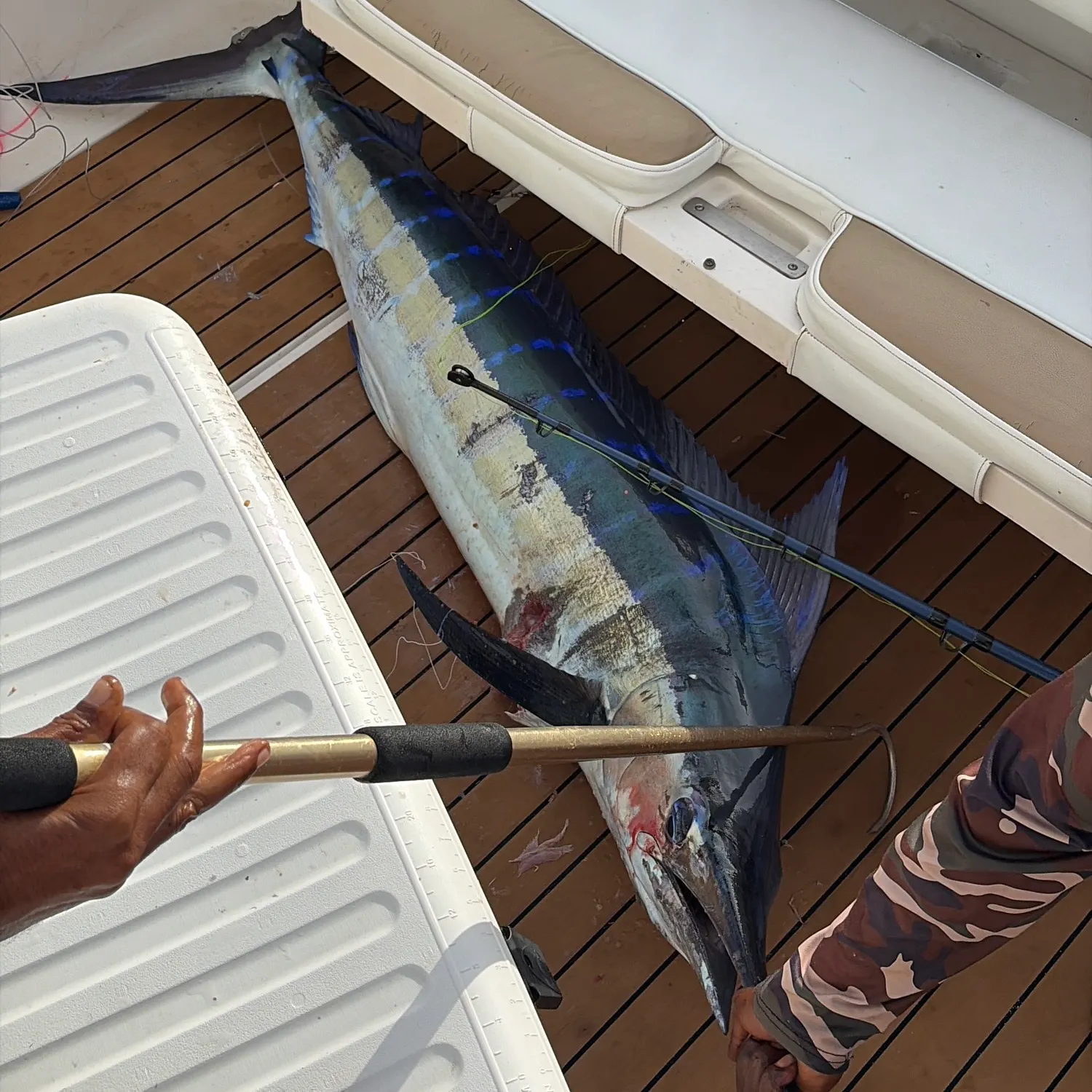Atlantic blue marlin caught on Fishbrain