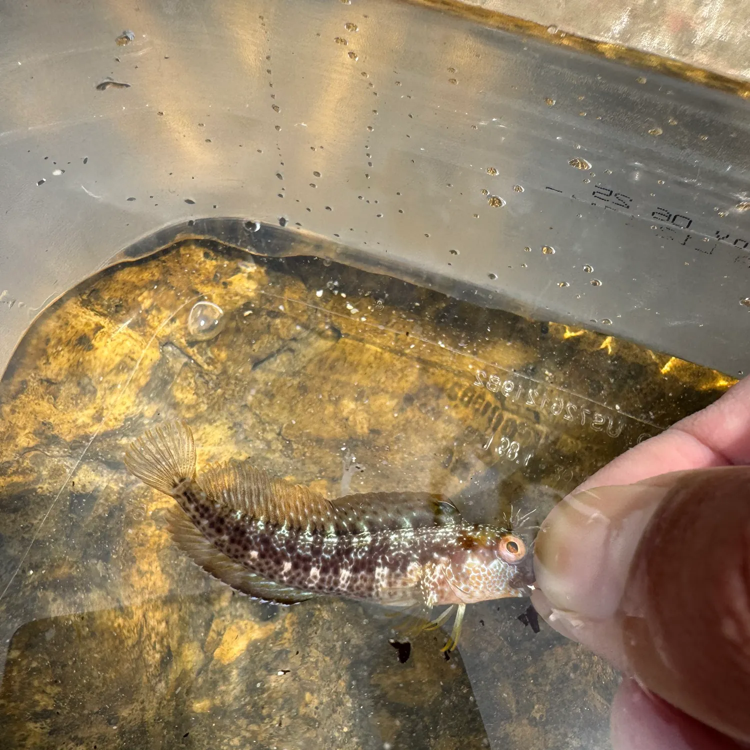 The most recent Seaweed blenny catches on Fishbrain
