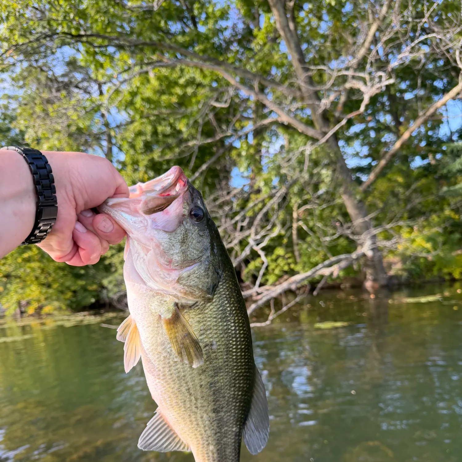 Largemouth bass caught on Fishbrain