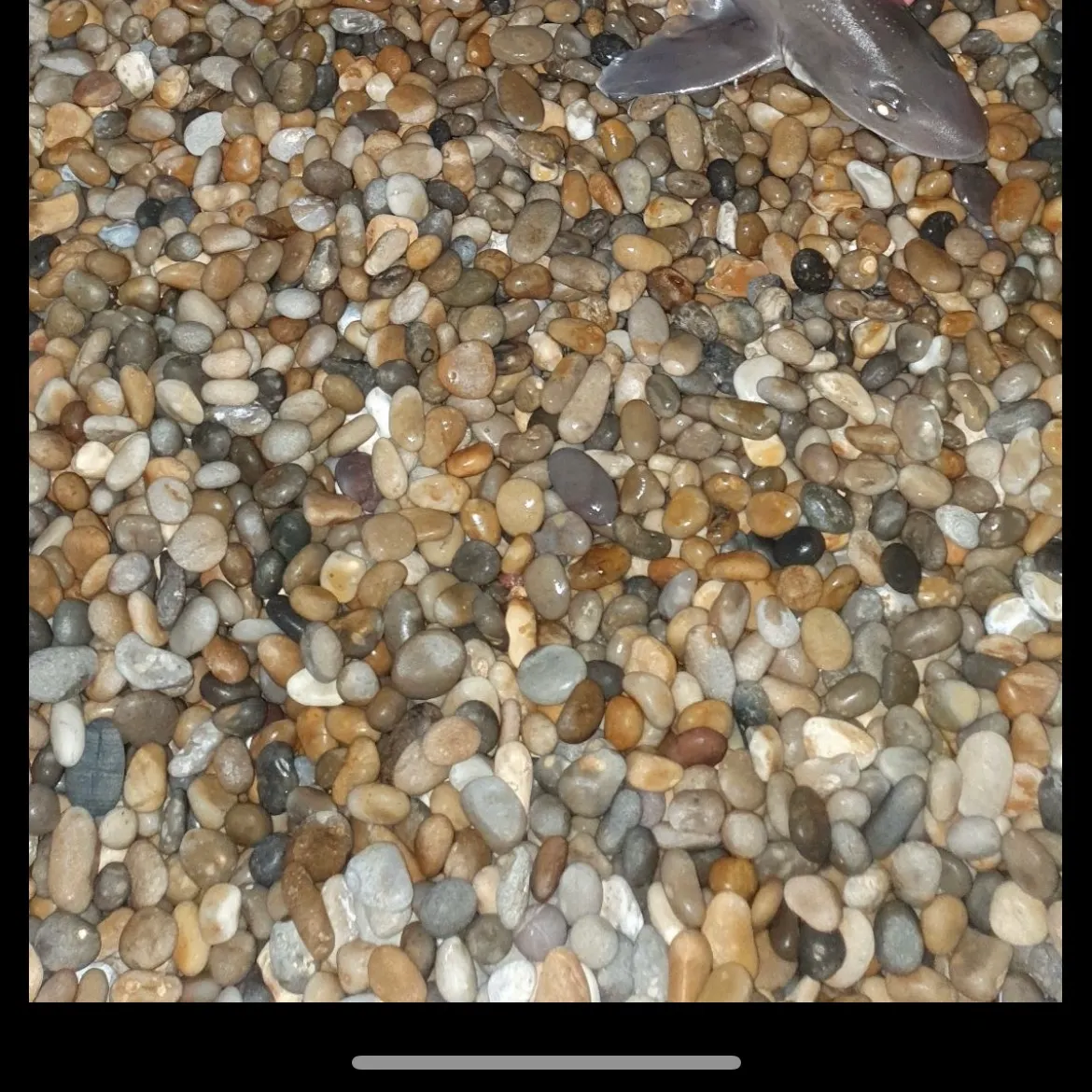 The most recent Starry smooth-hound catches on Fishbrain